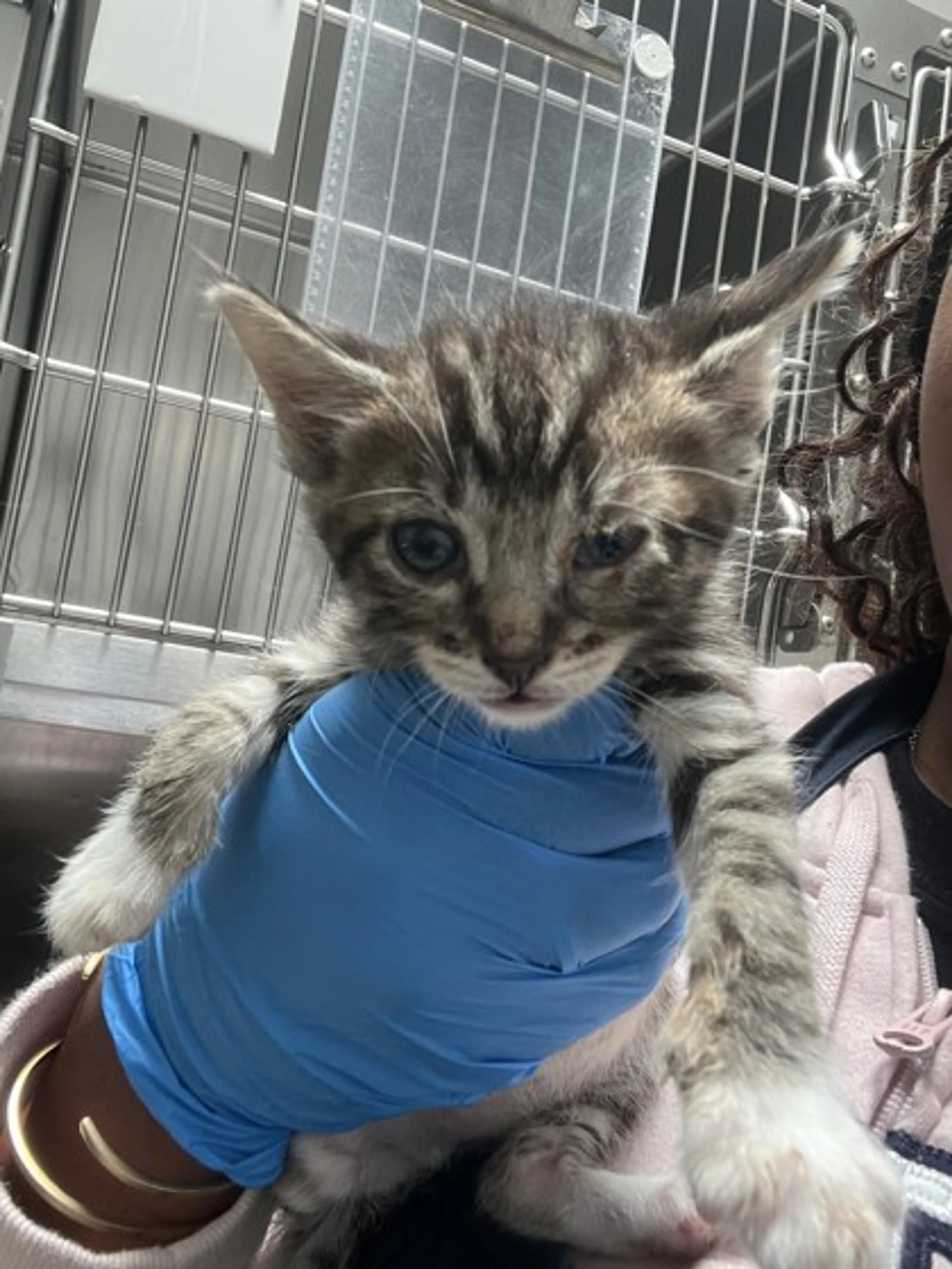Found pet