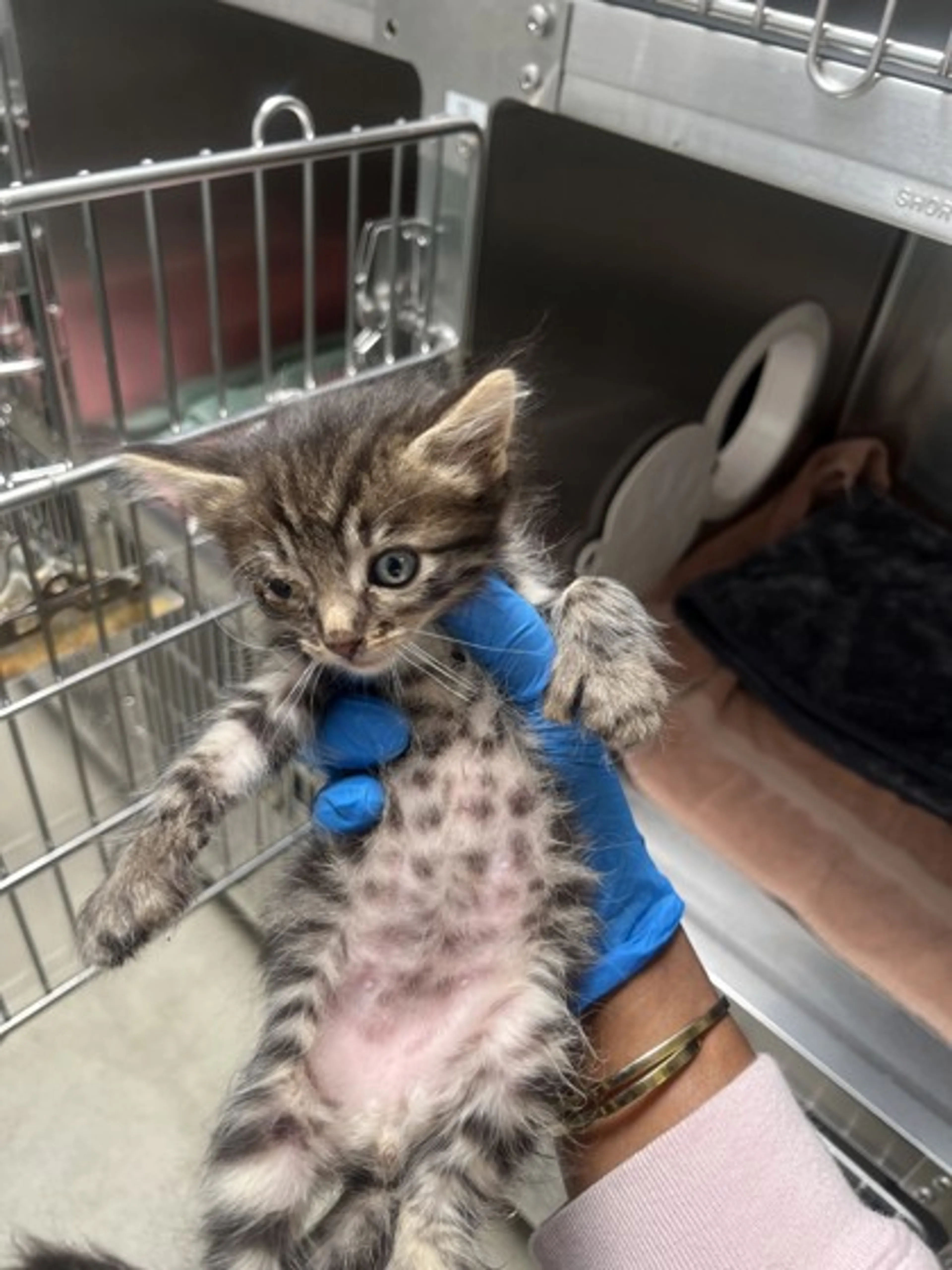 Found pet