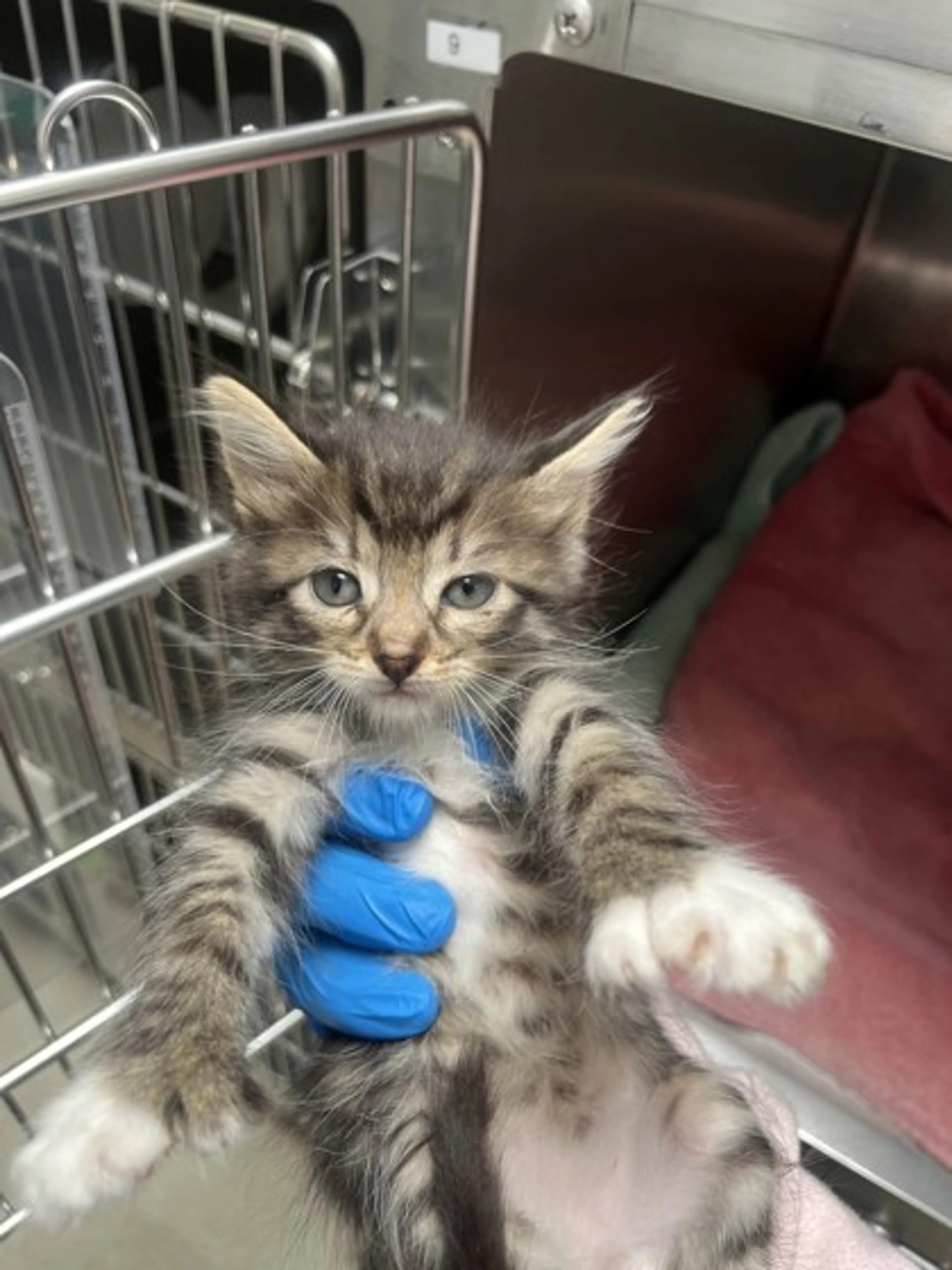 Found pet