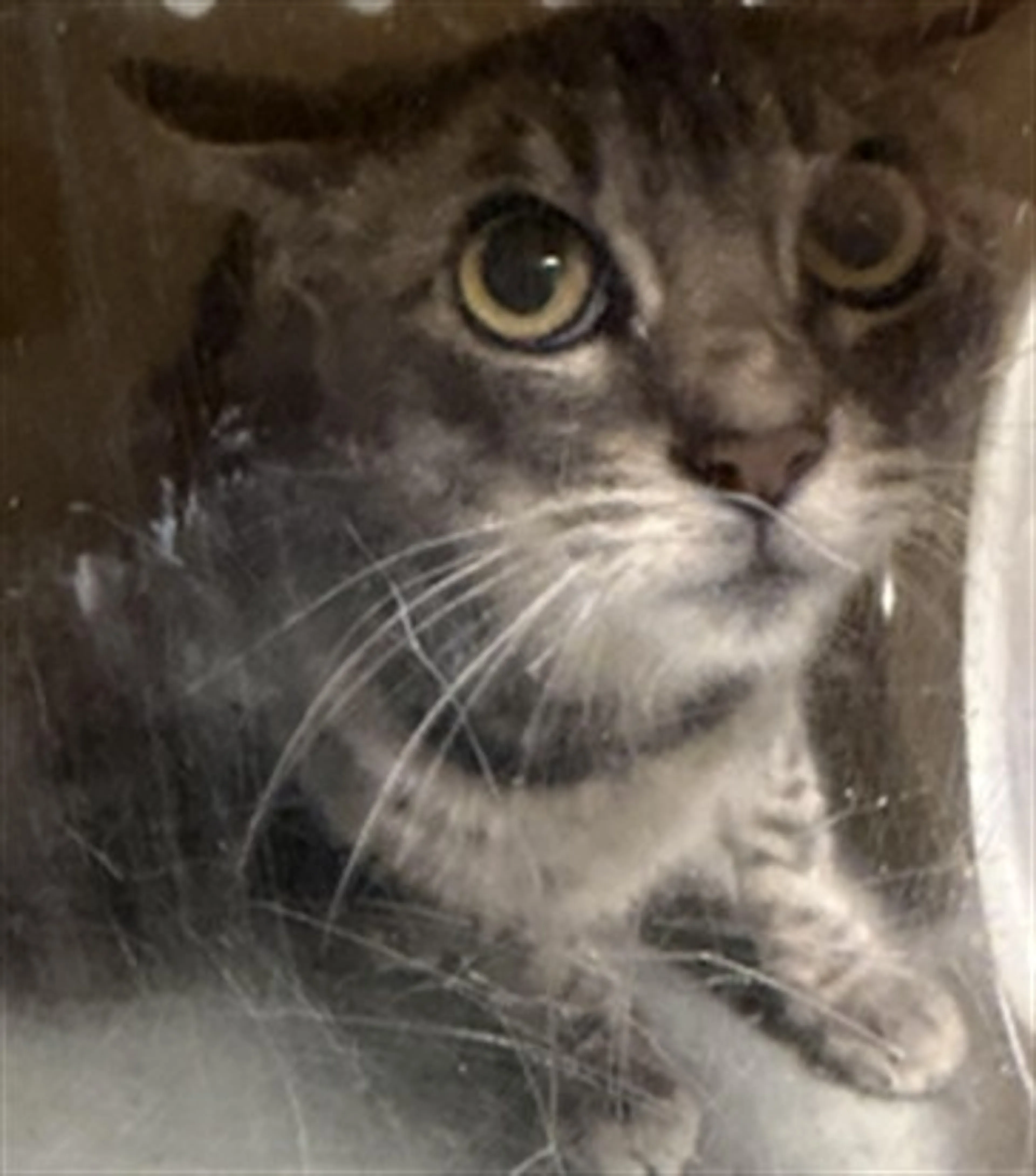 Found pet