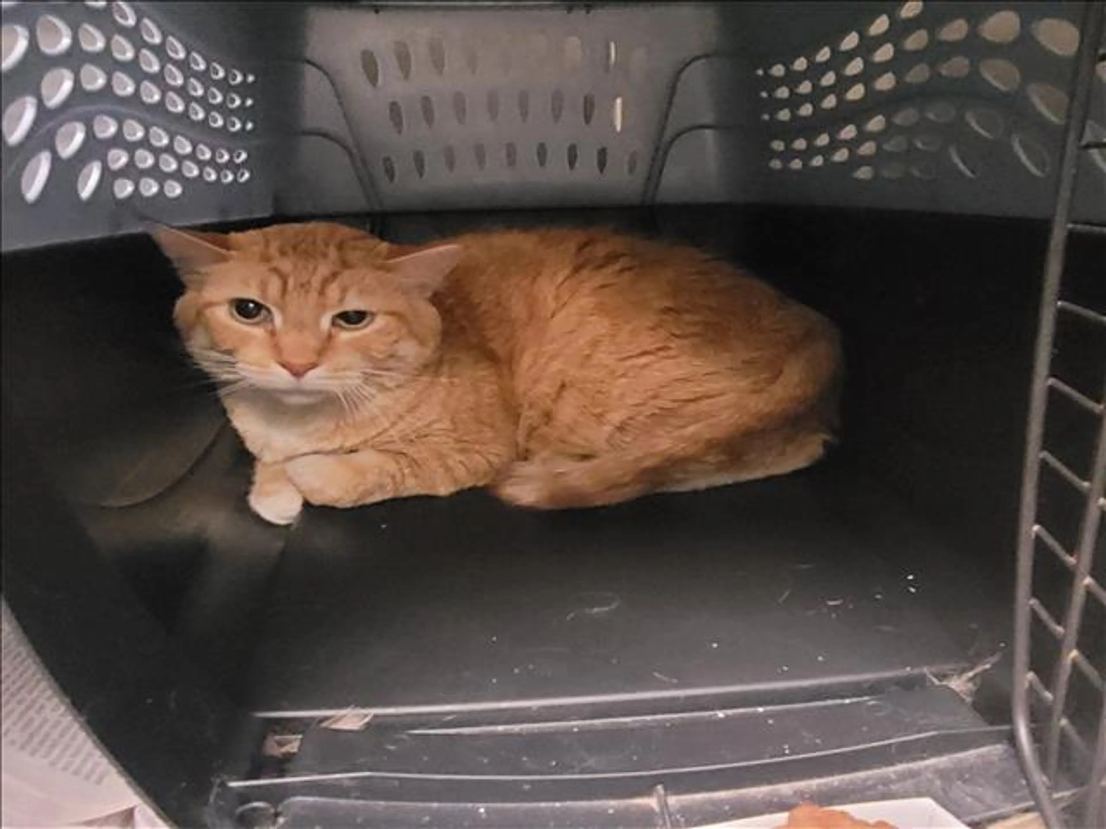Found pet