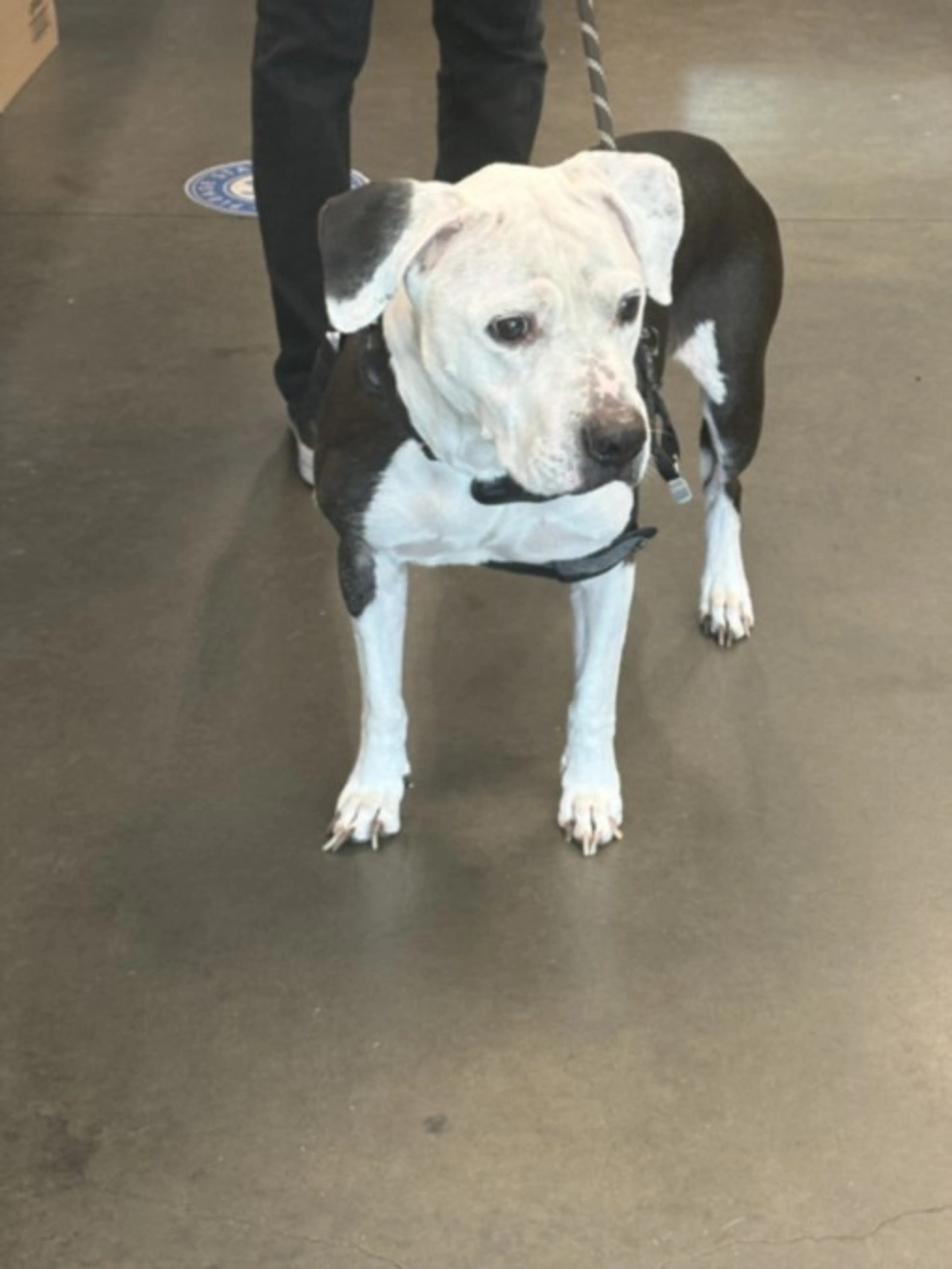 Found pet