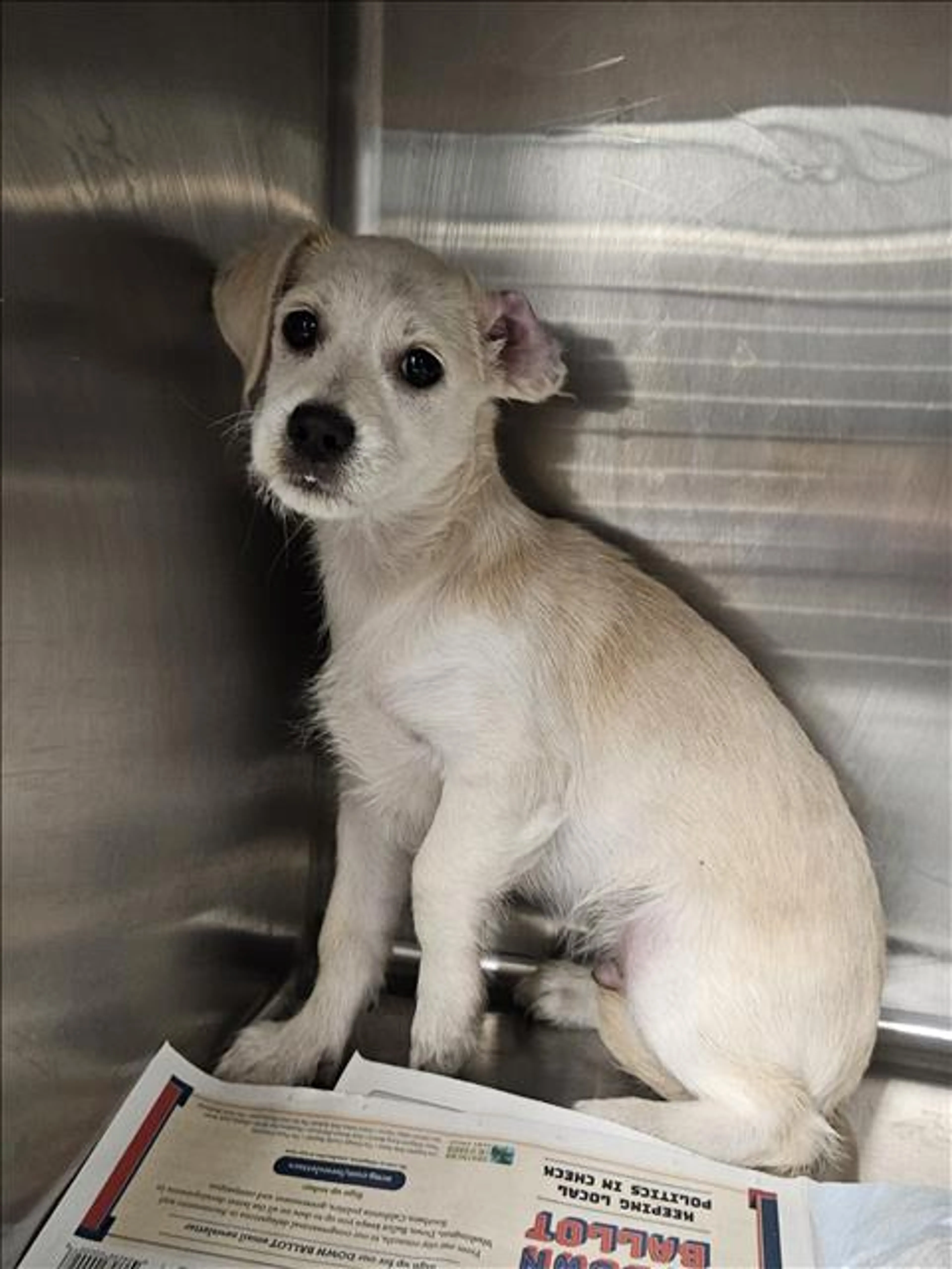 Found pet