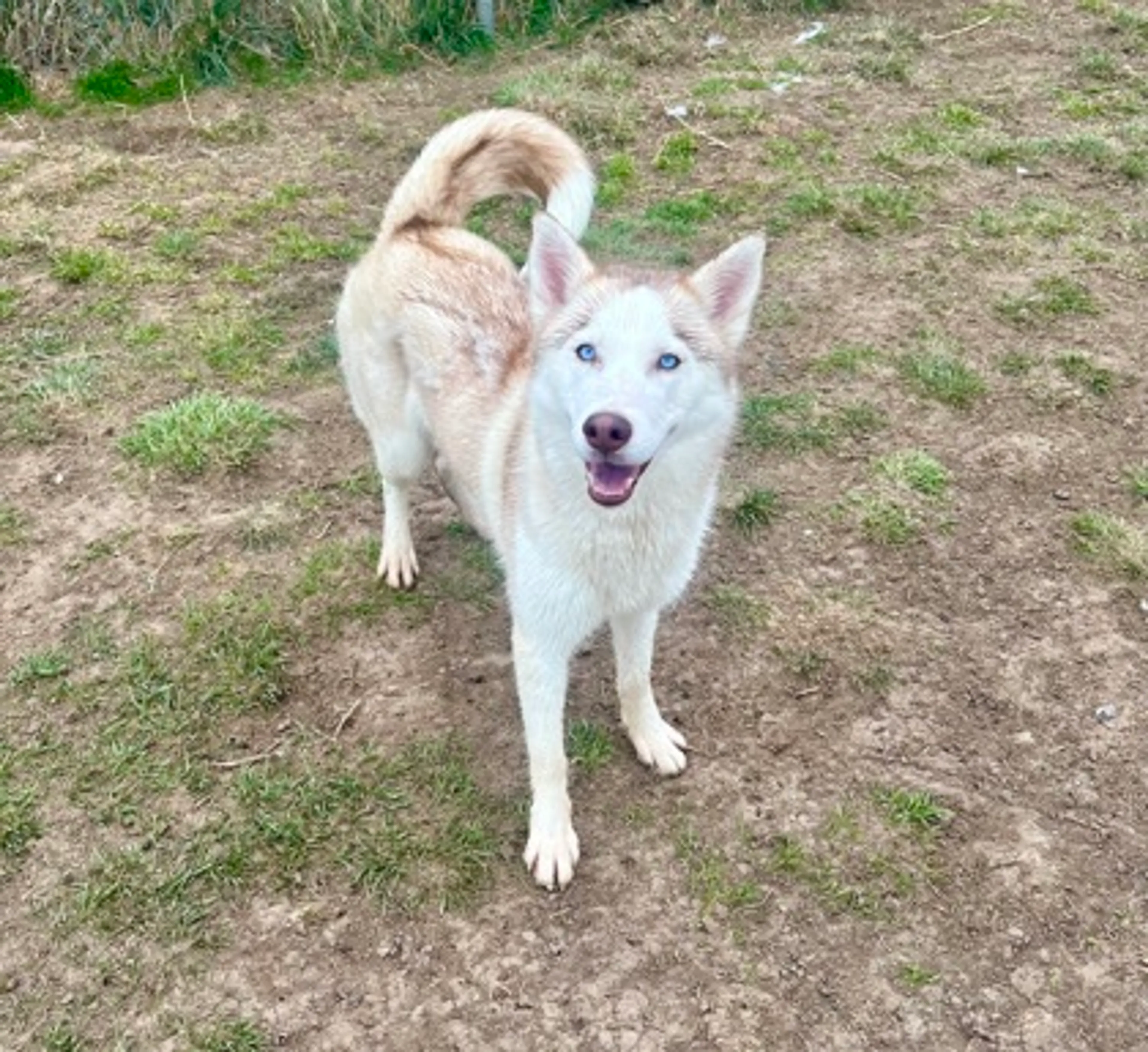 Found pet-1
