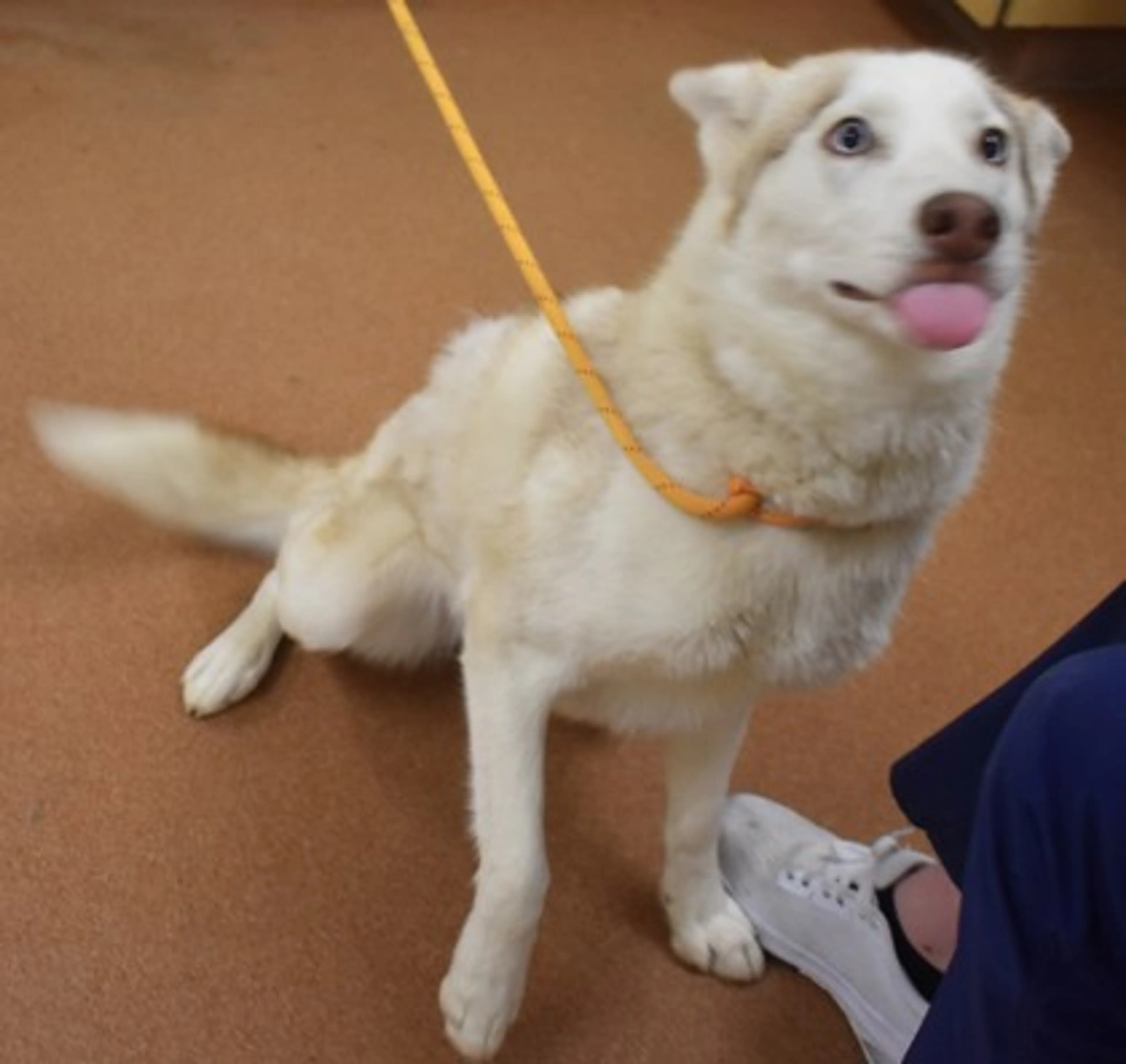 Found pet-2