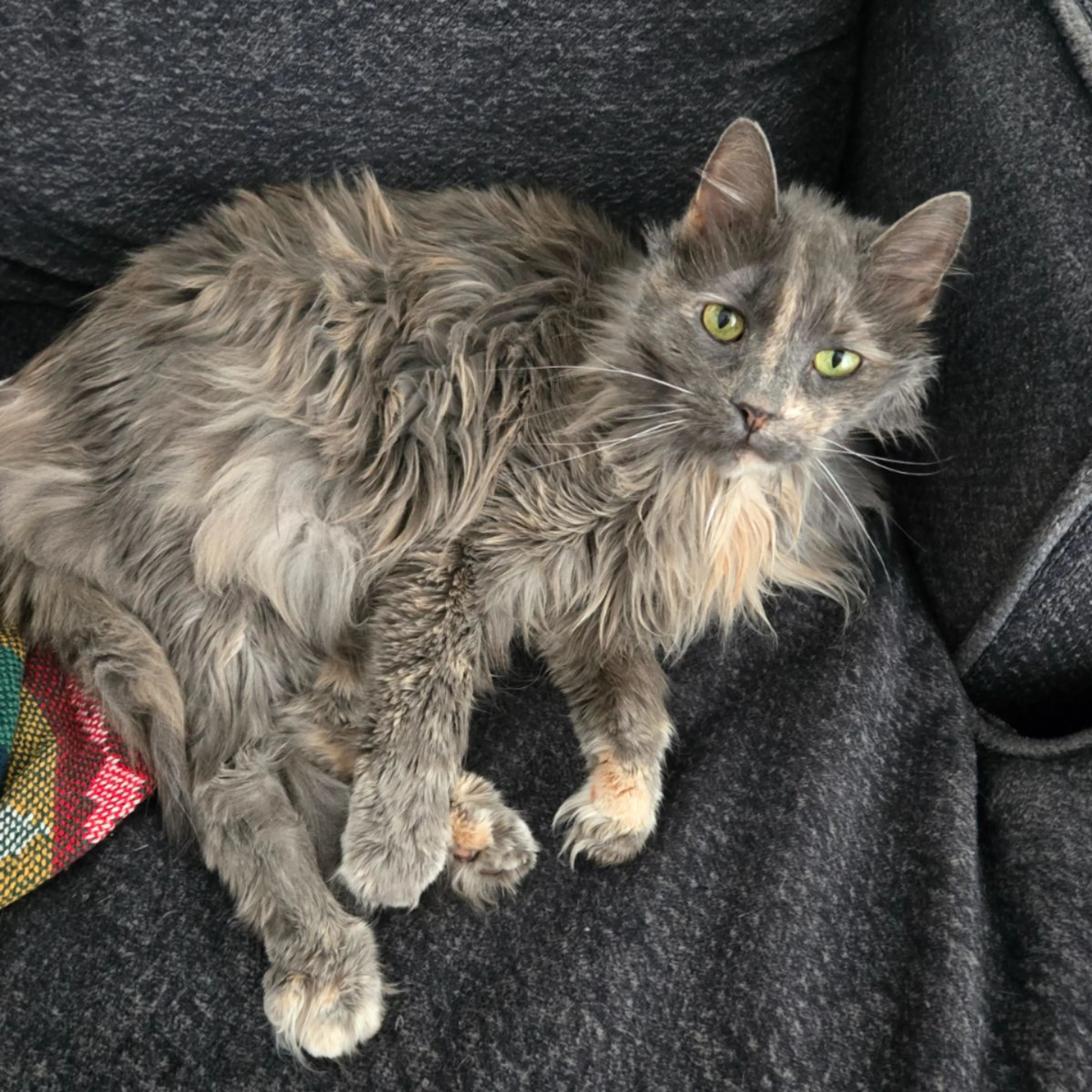 Lost pet