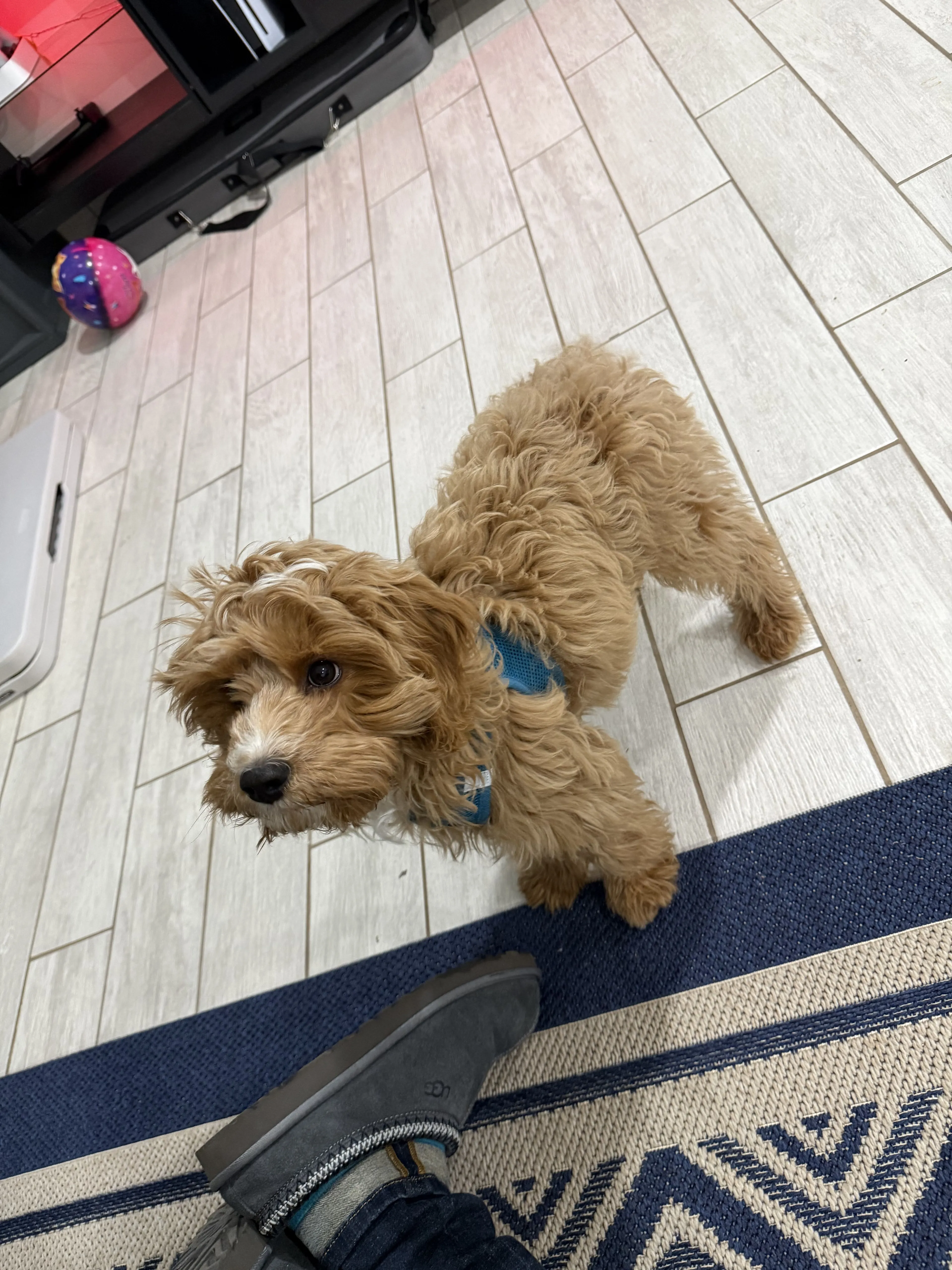 Lost pet