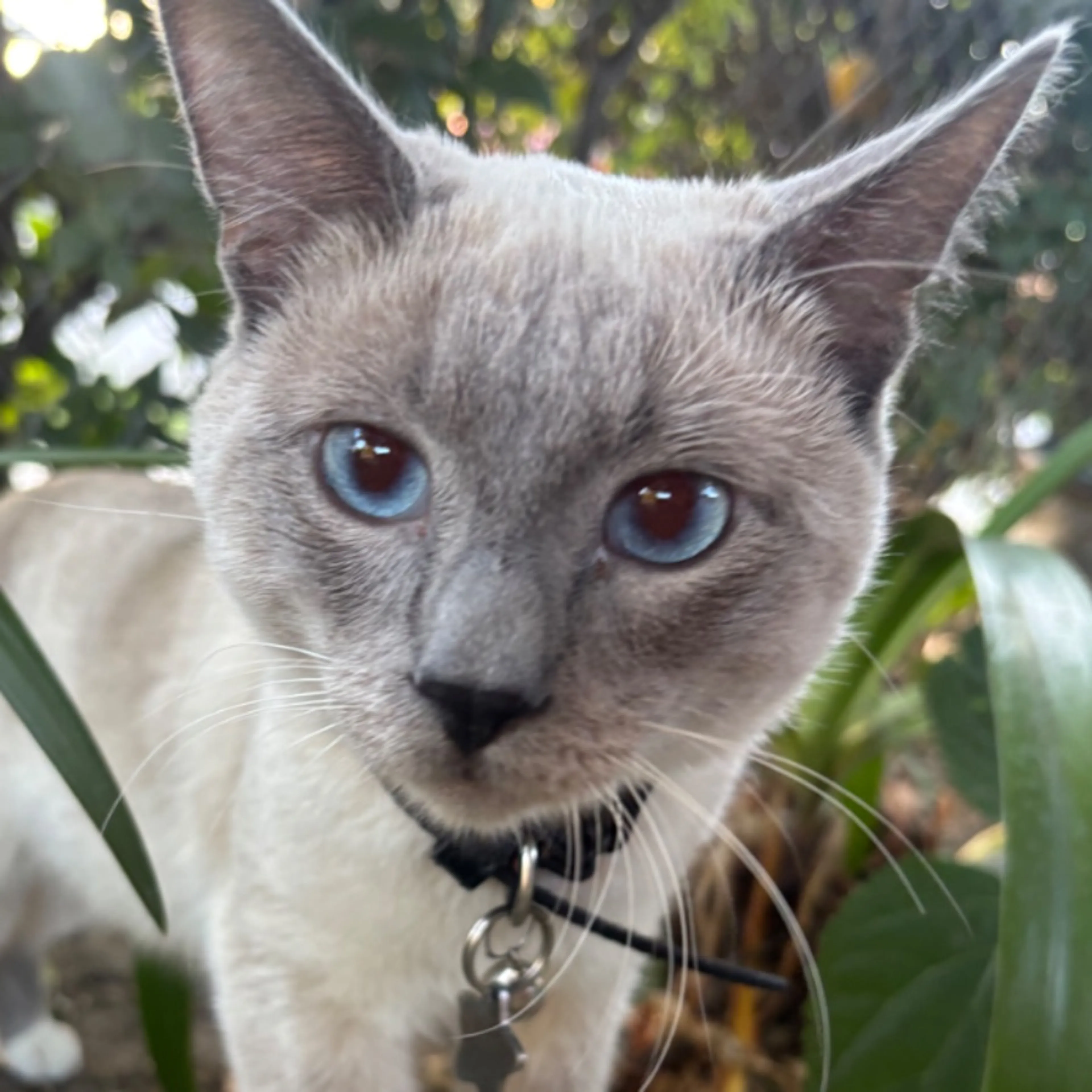 Lost pet