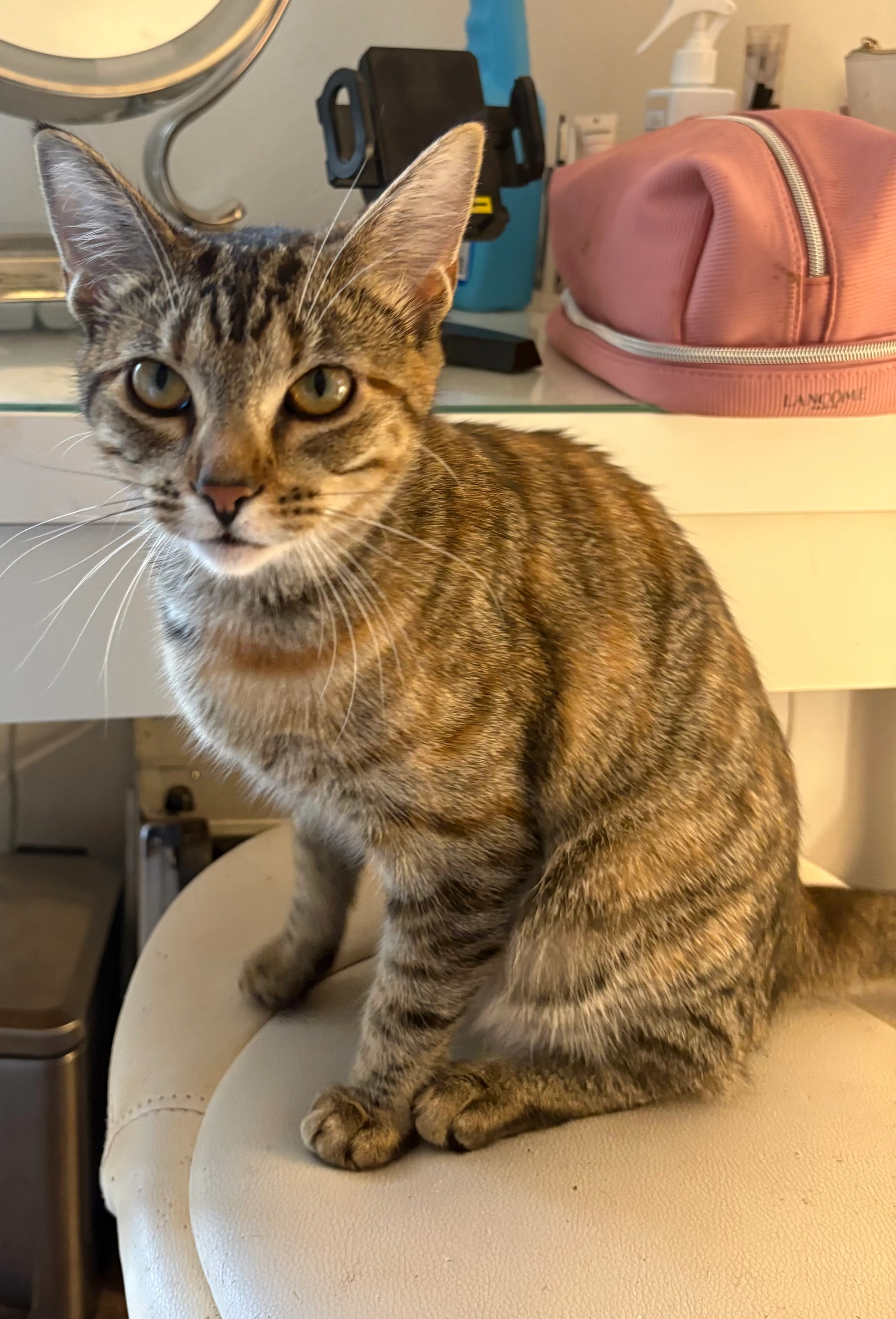 Found pet