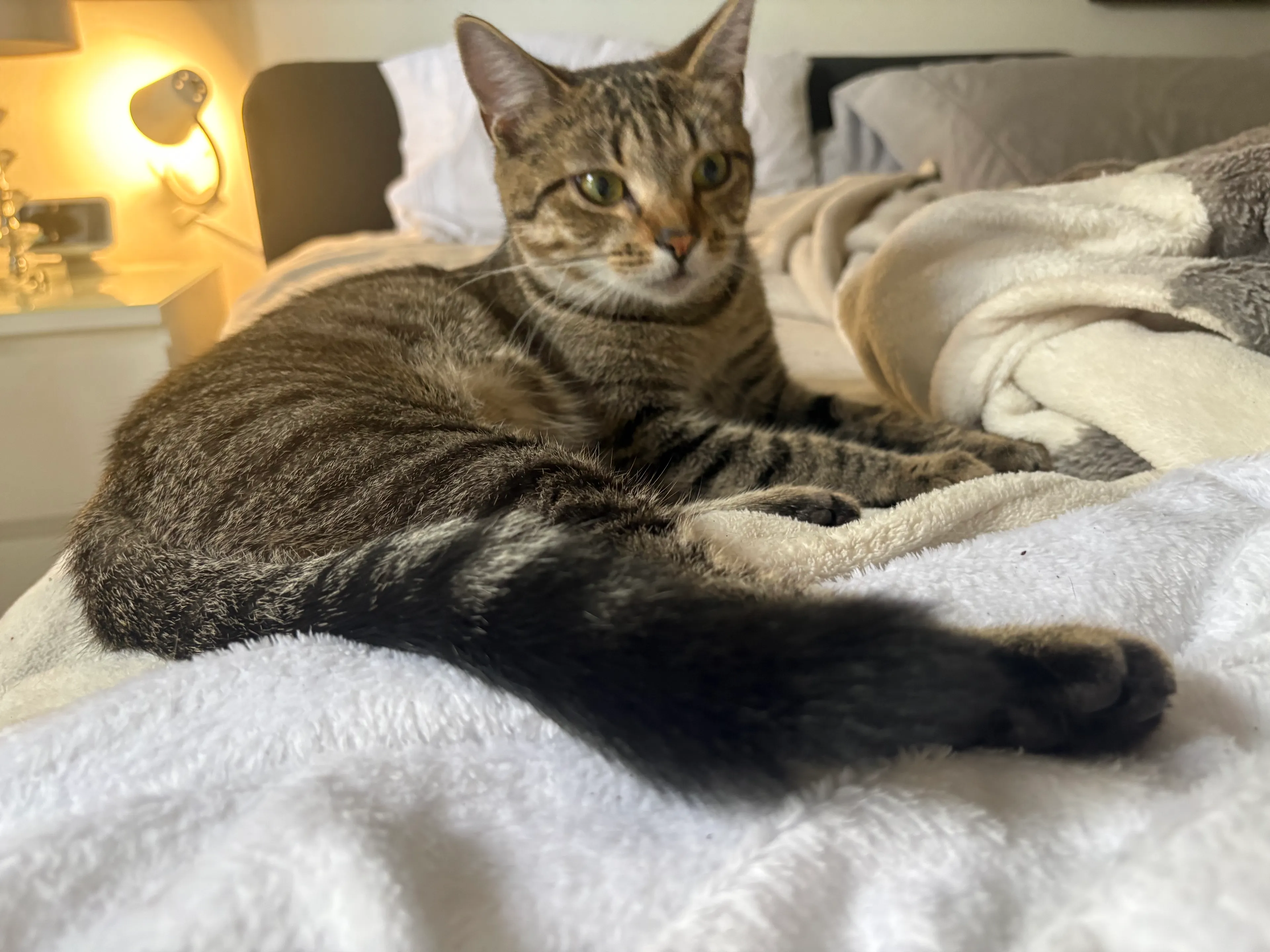 Found pet