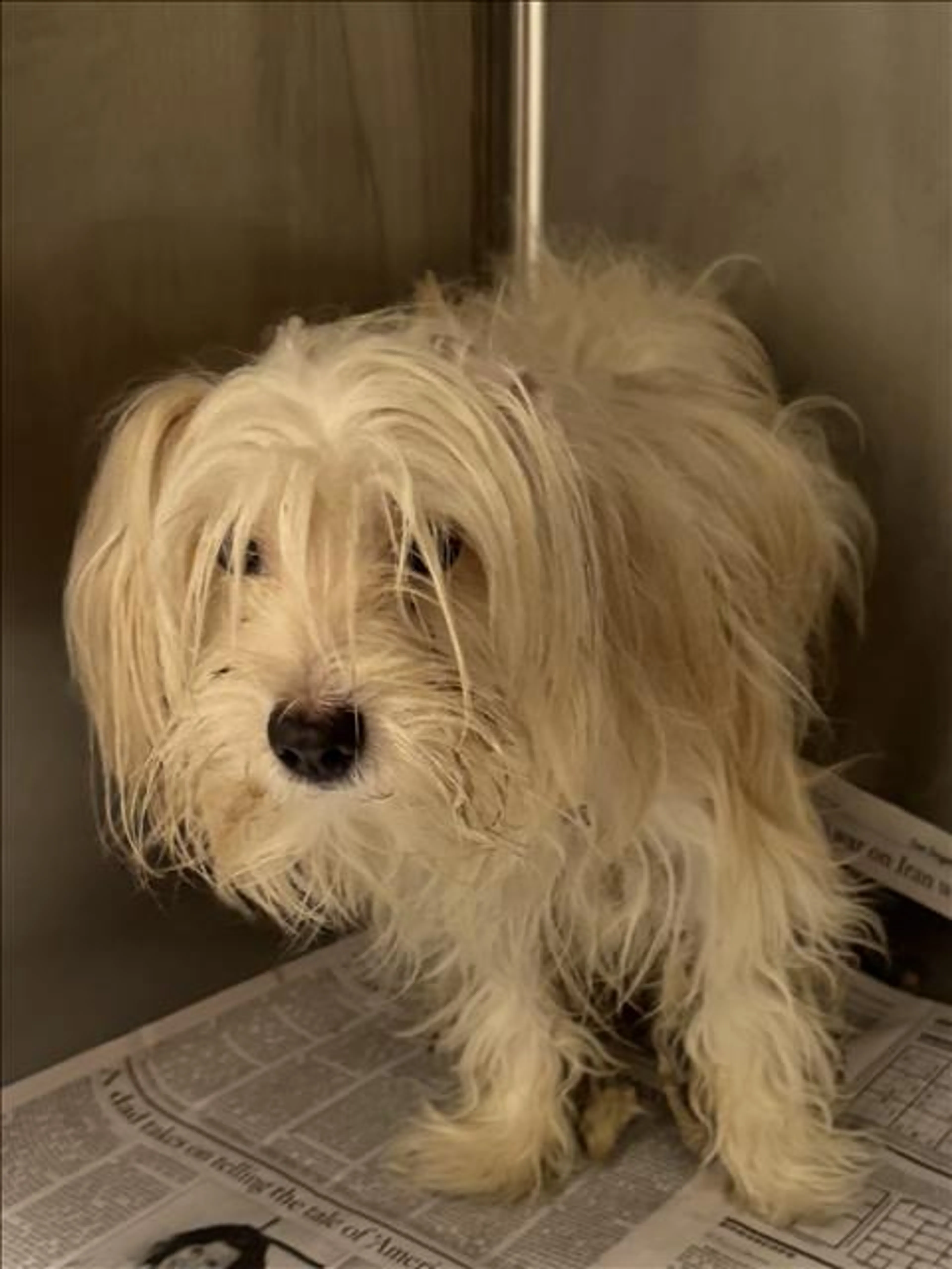 Found pet