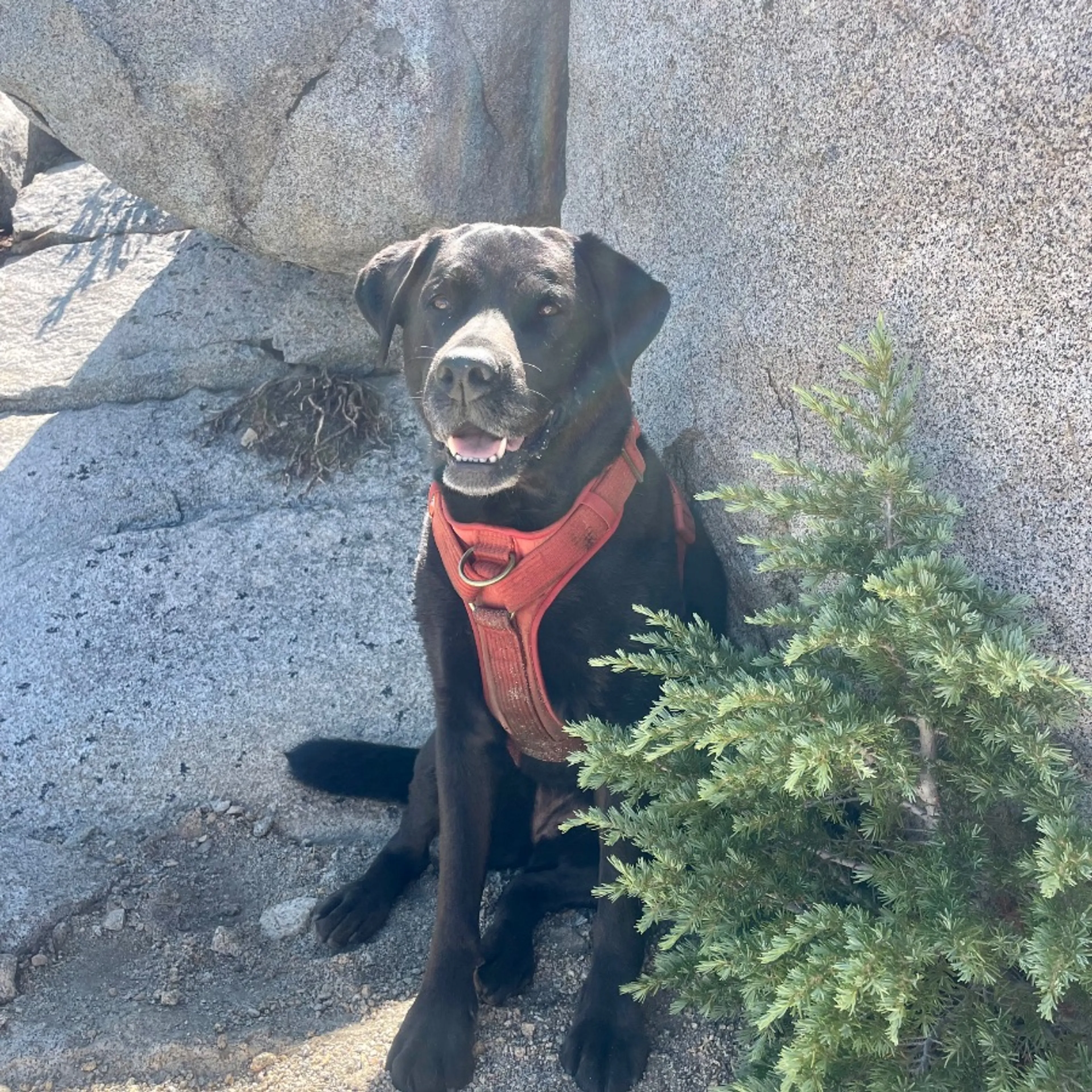 Lost pet