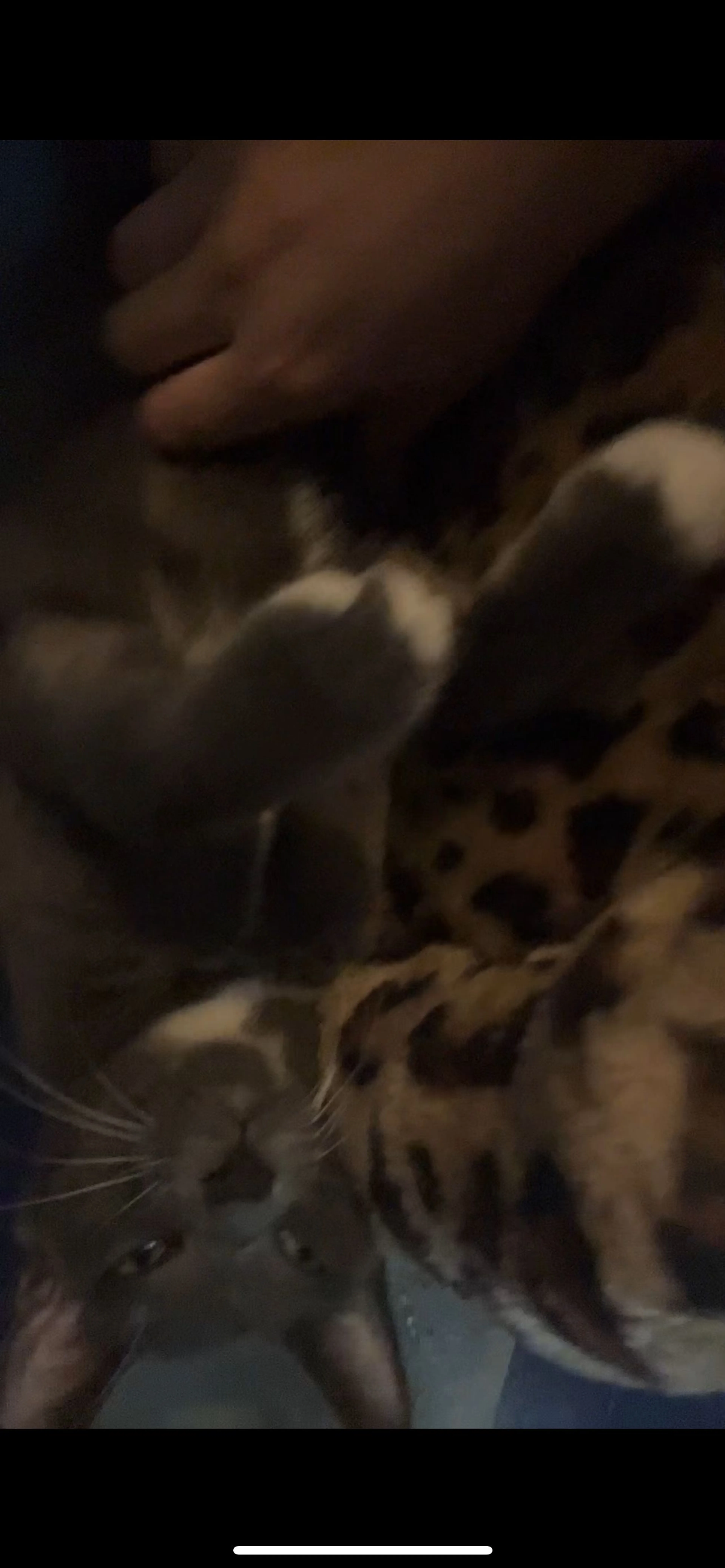 Lost pet-2