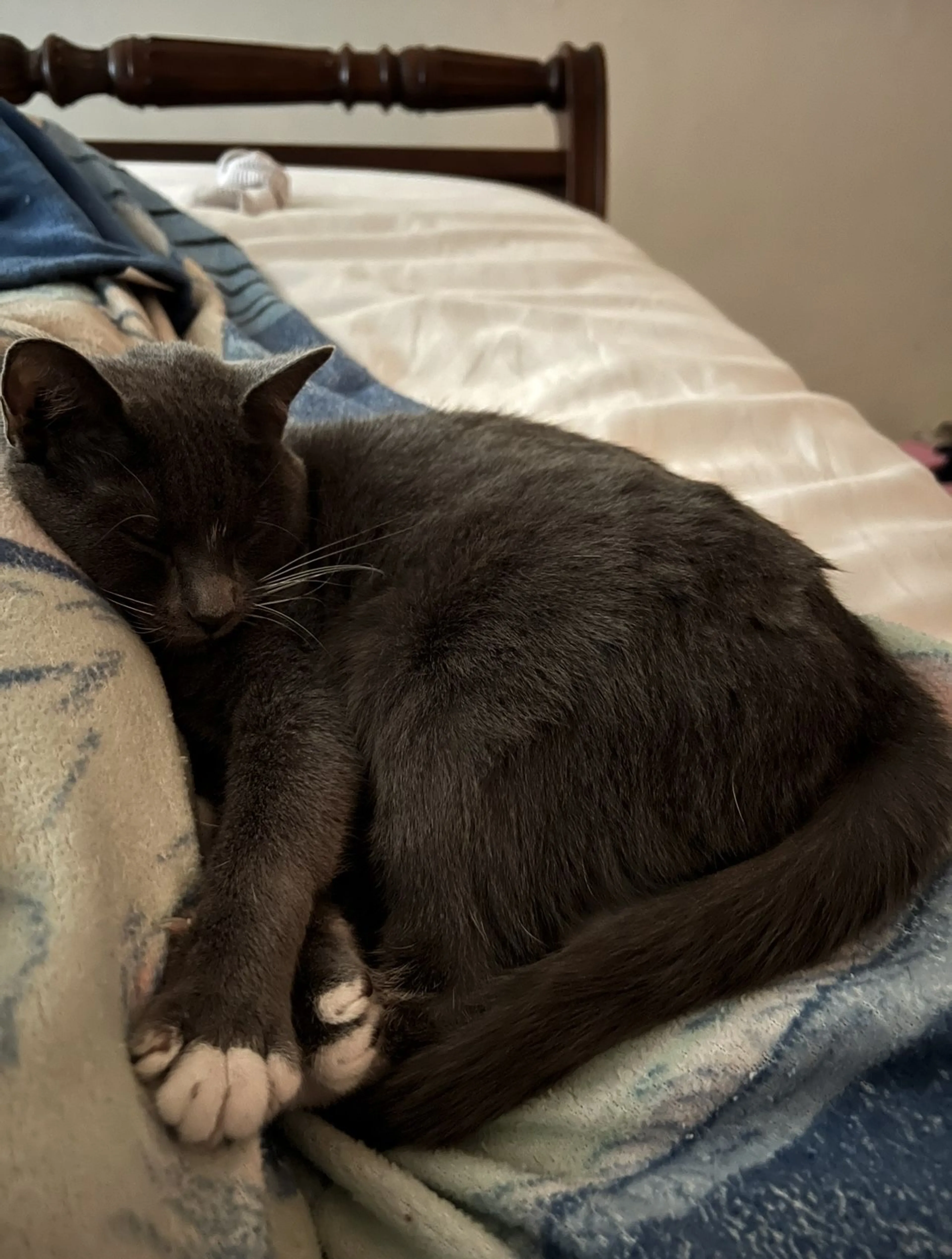 Lost pet-1