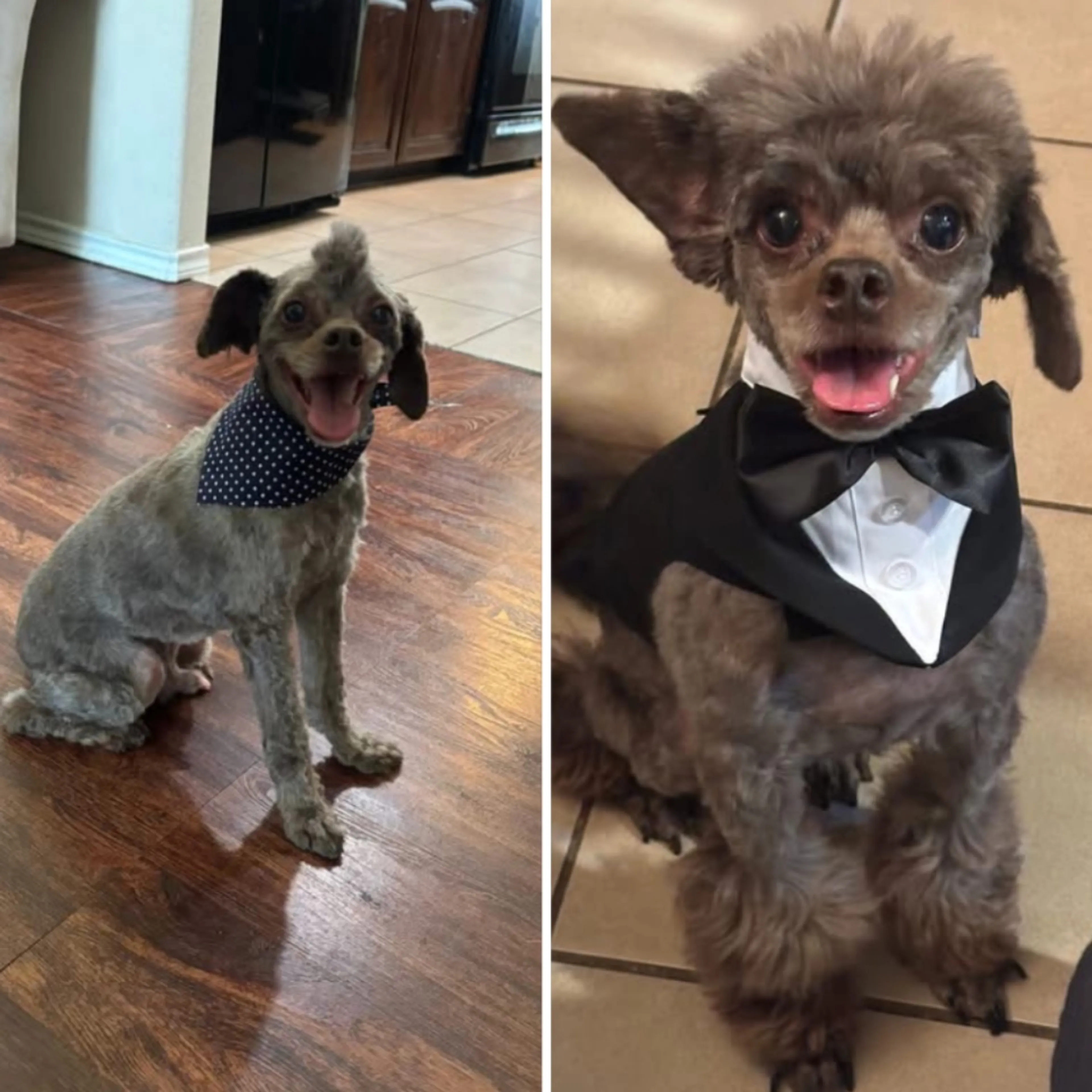 Lost pet