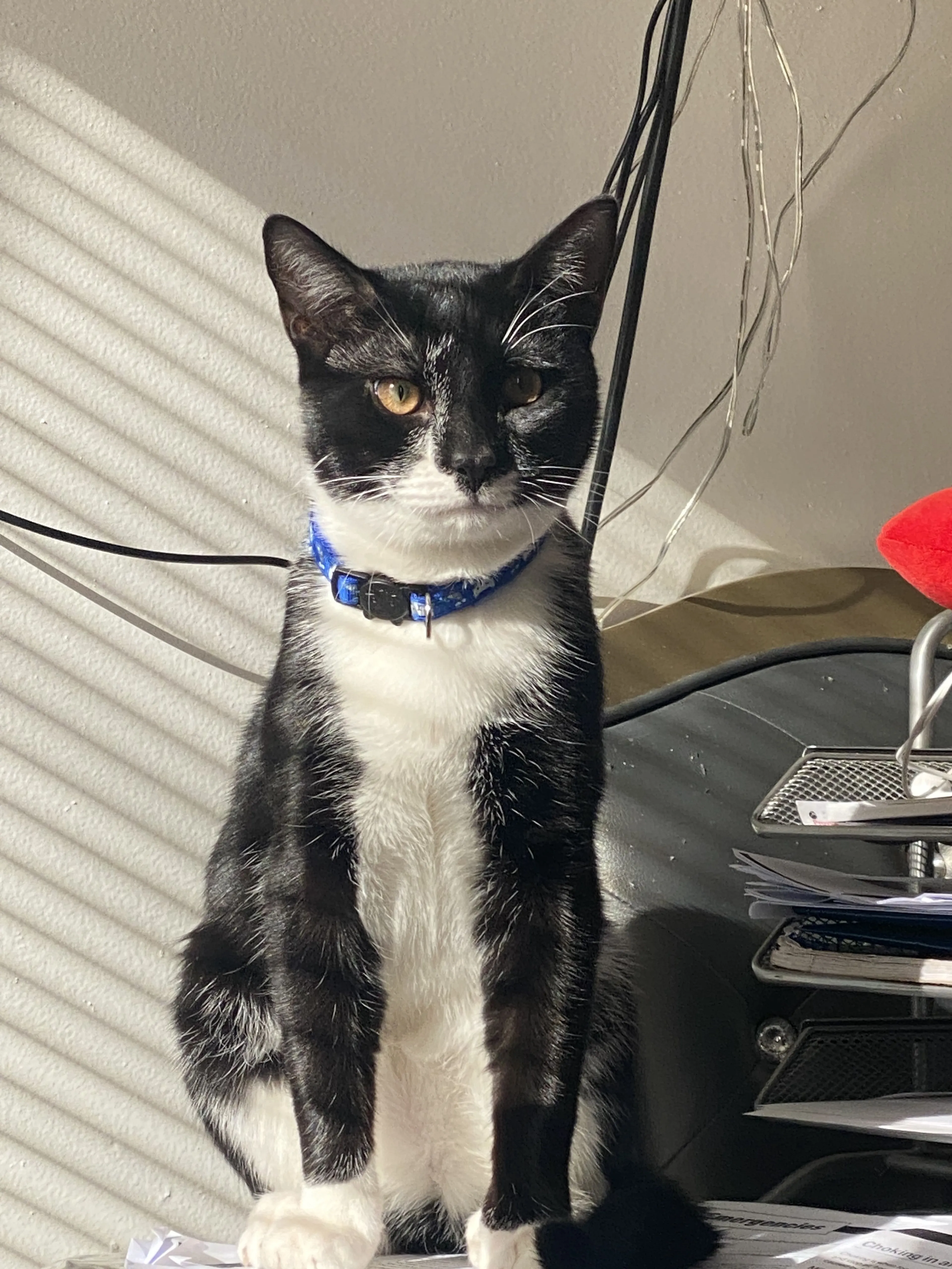Lost pet