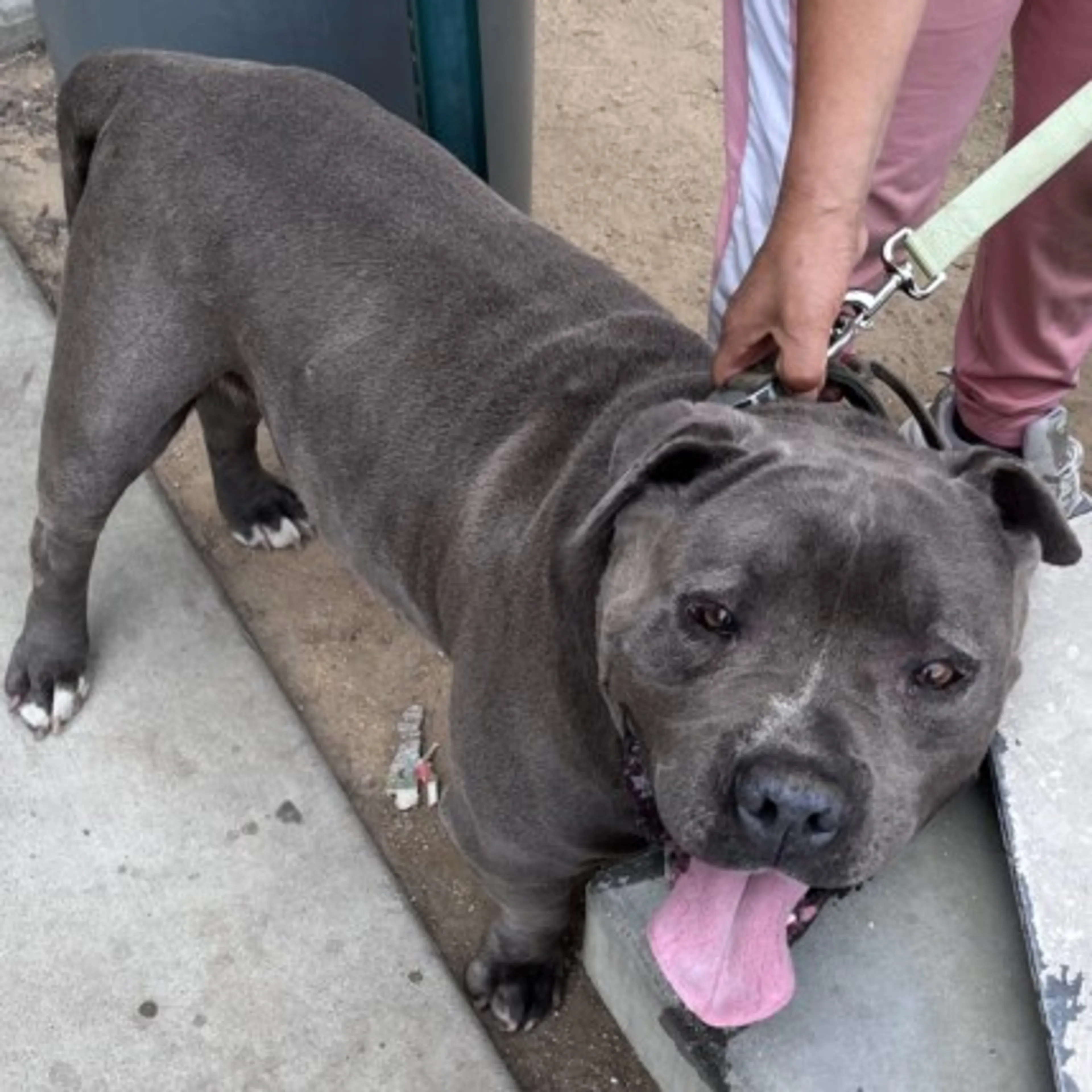 Found pet
