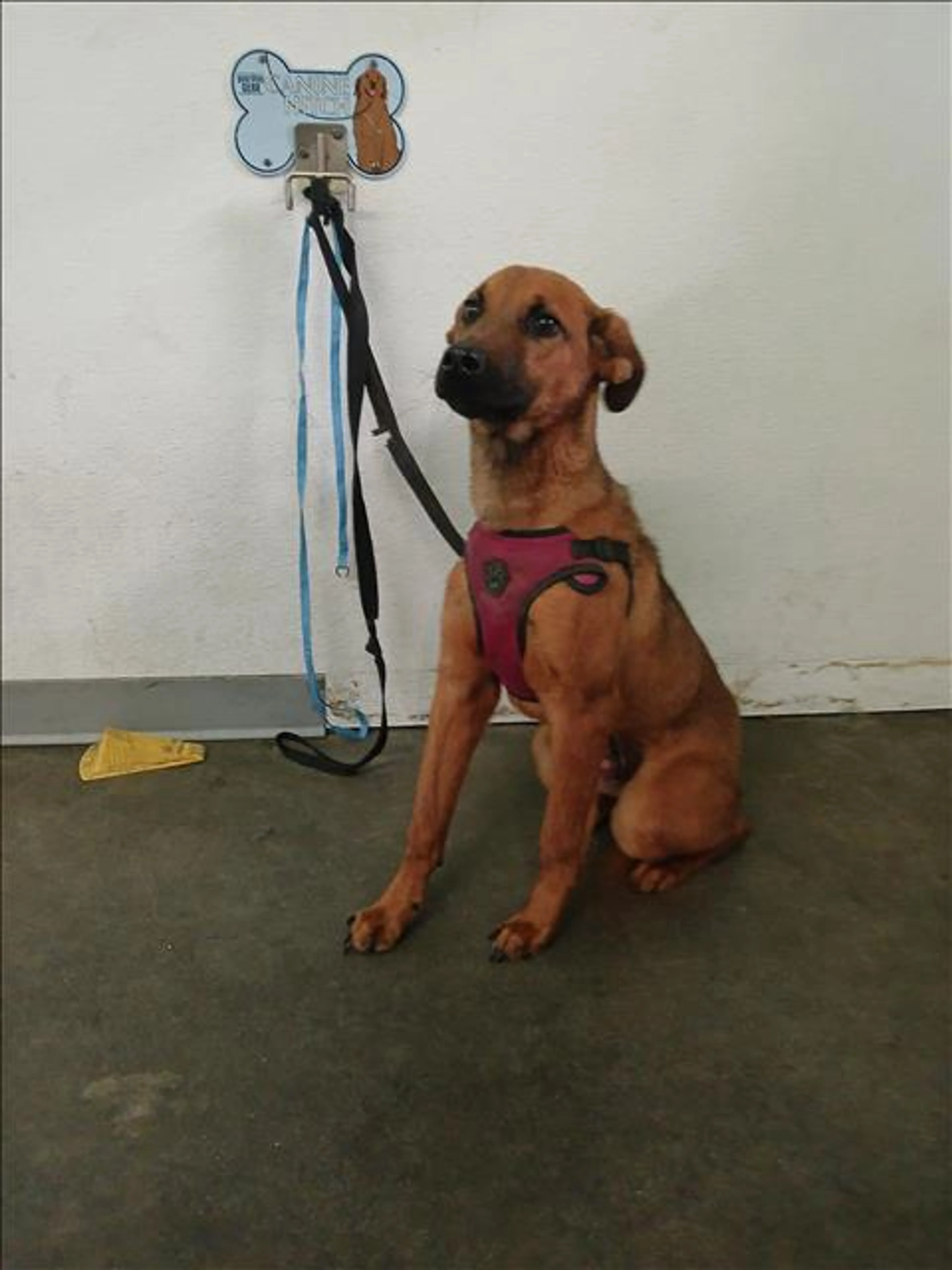 Found pet