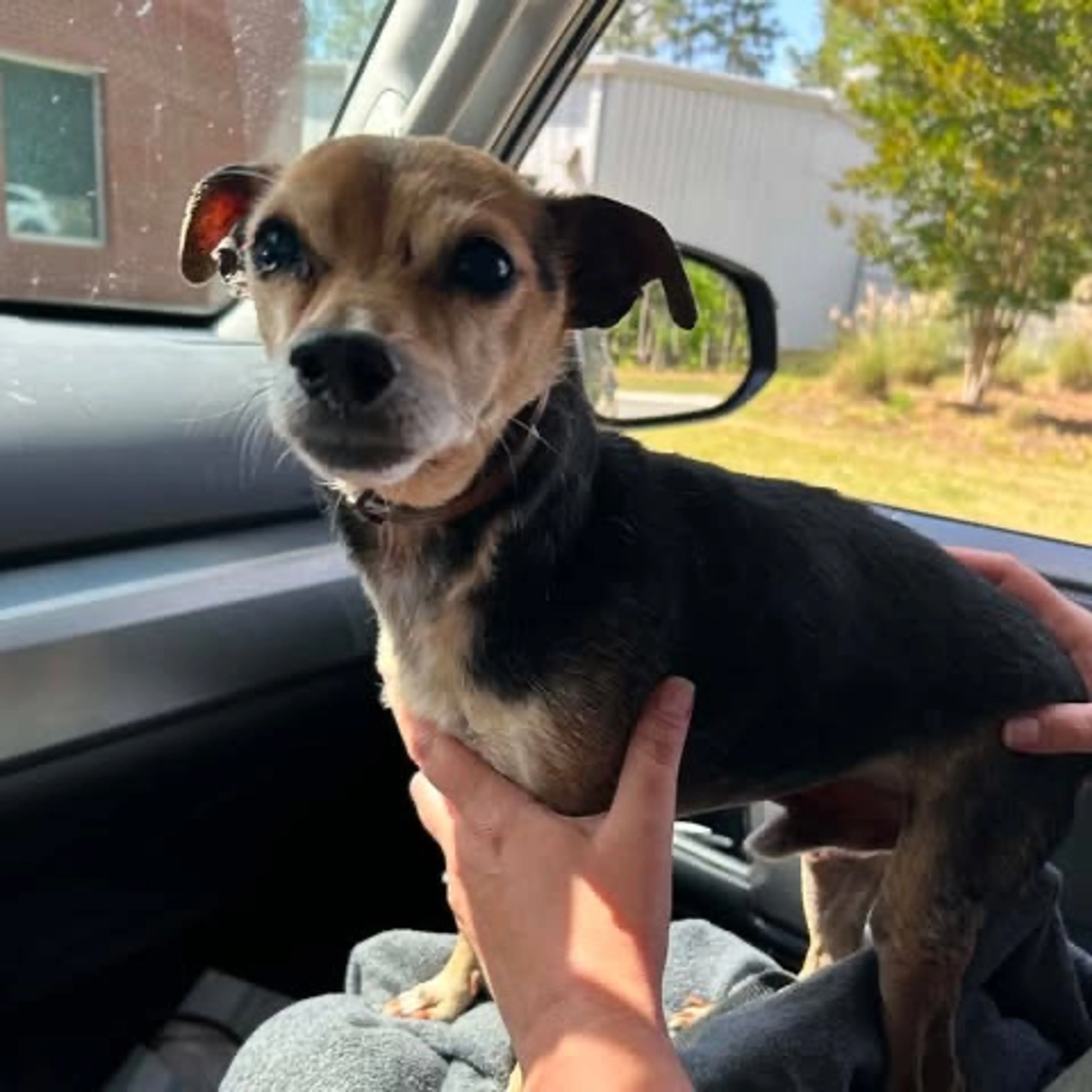 Found pet
