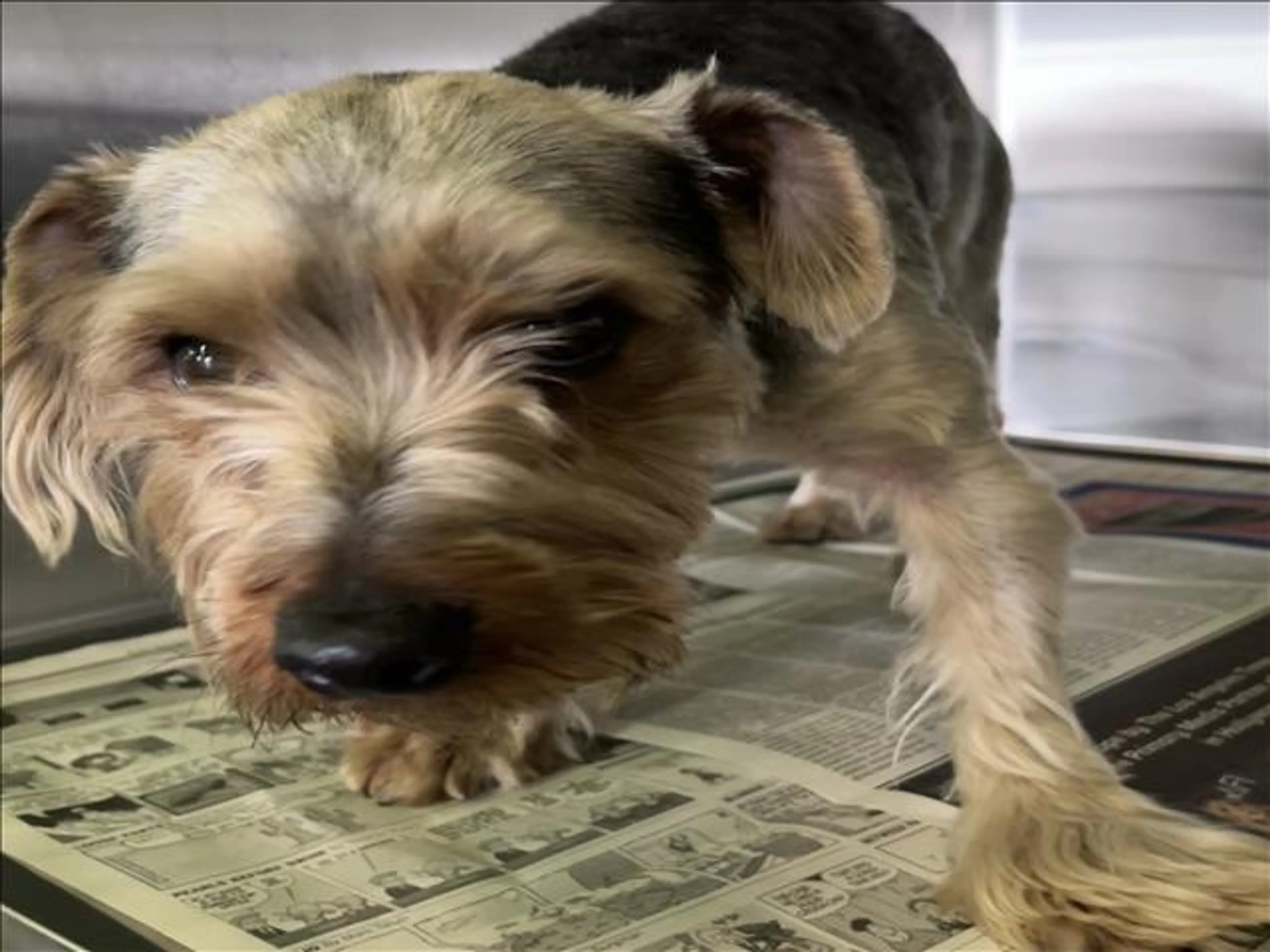 Found pet
