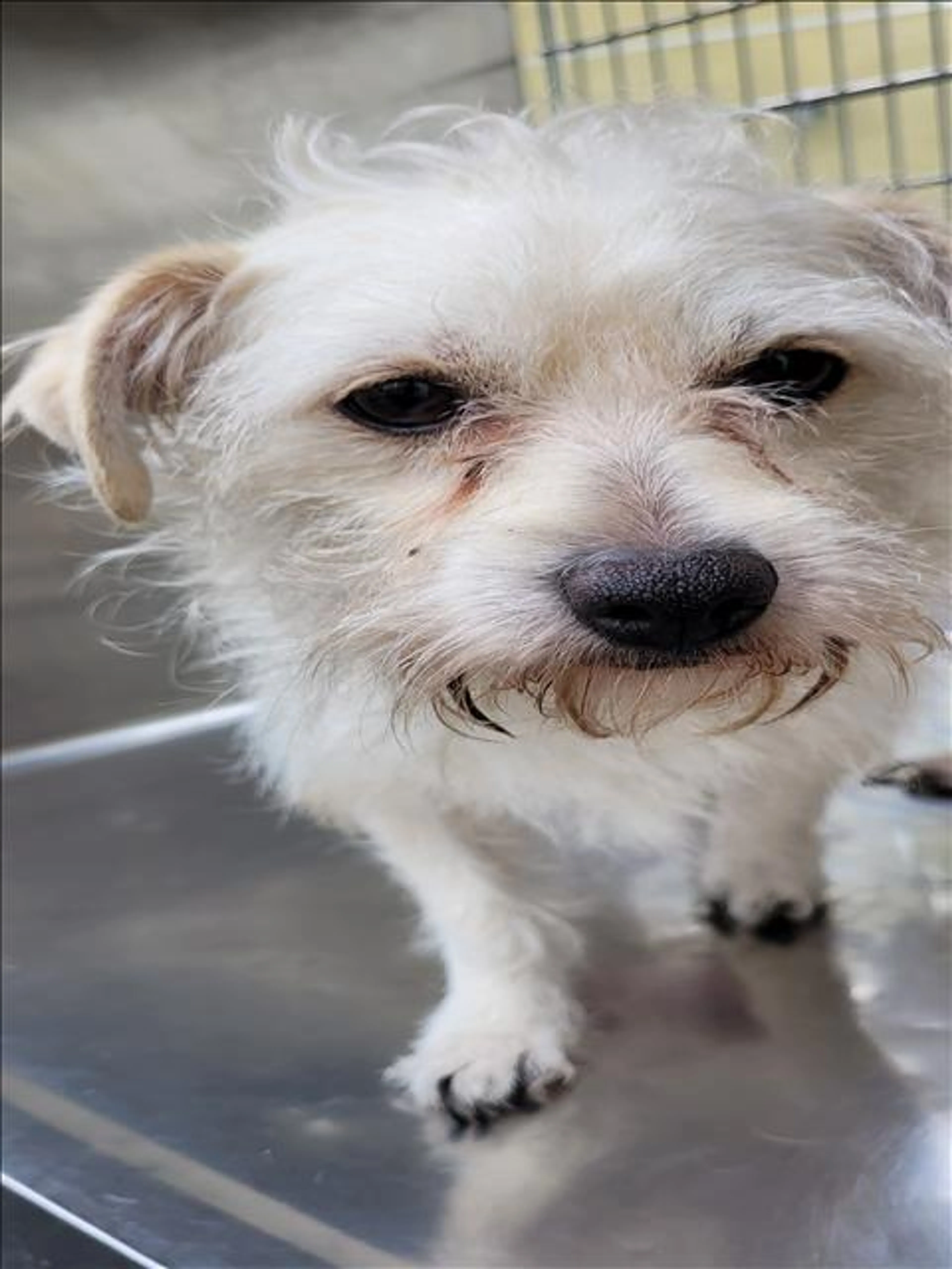 Found pet