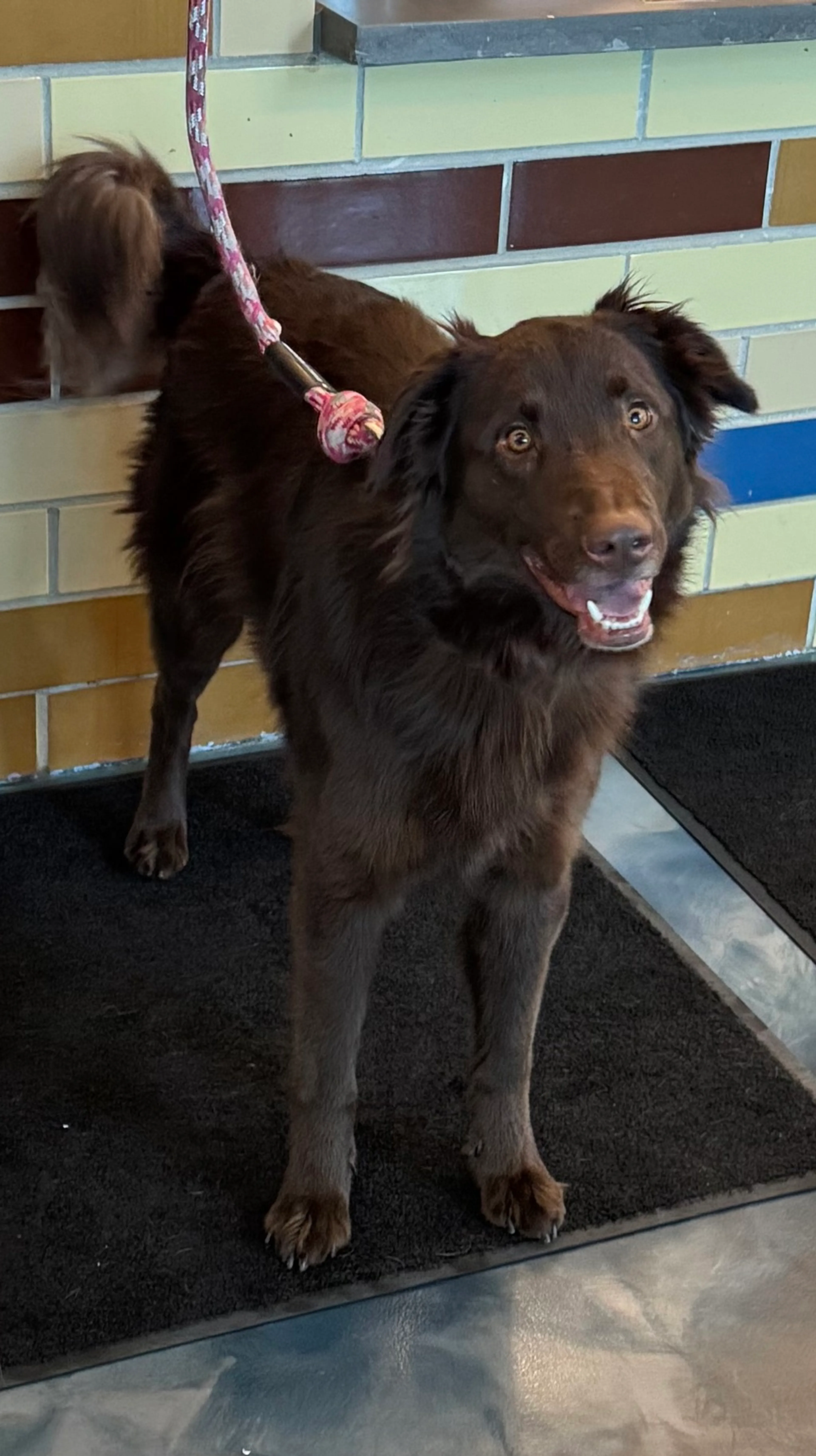 cdn image