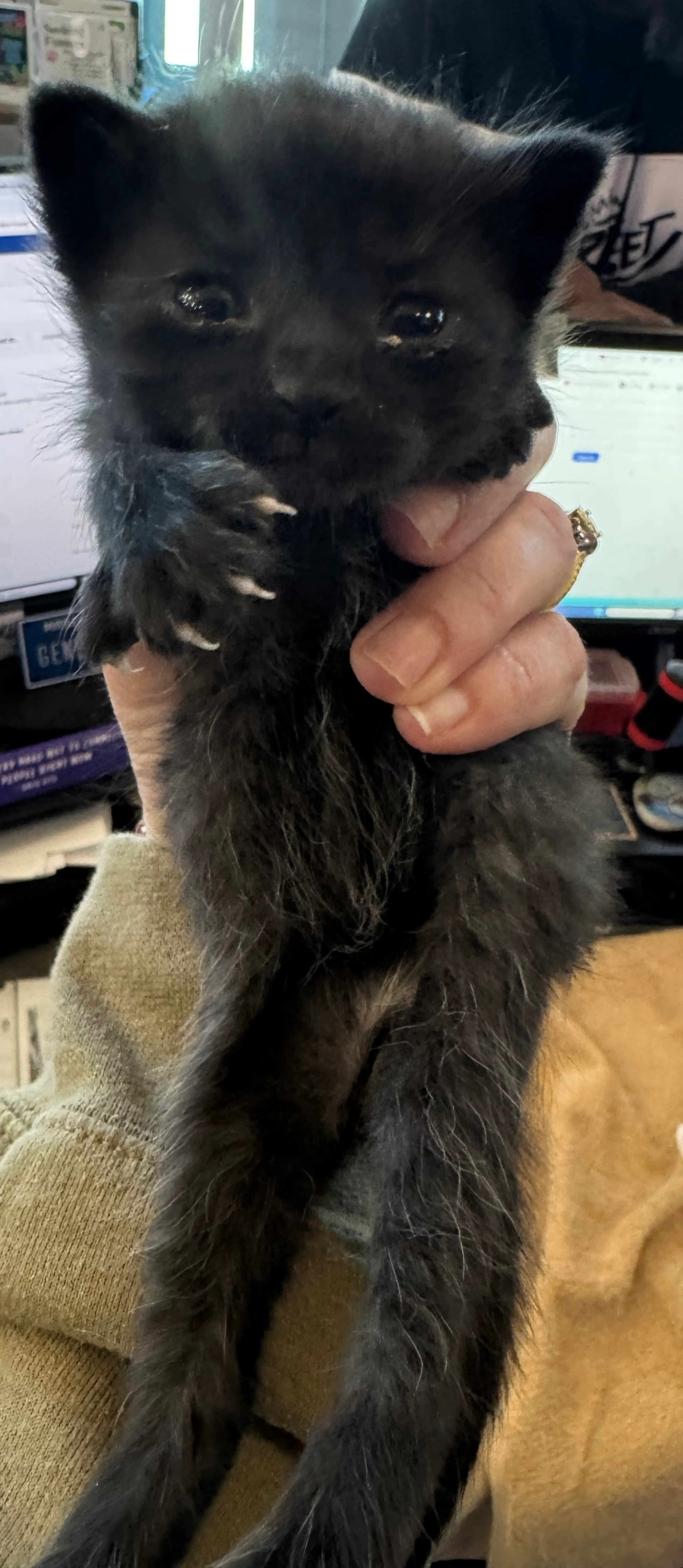 Found pet