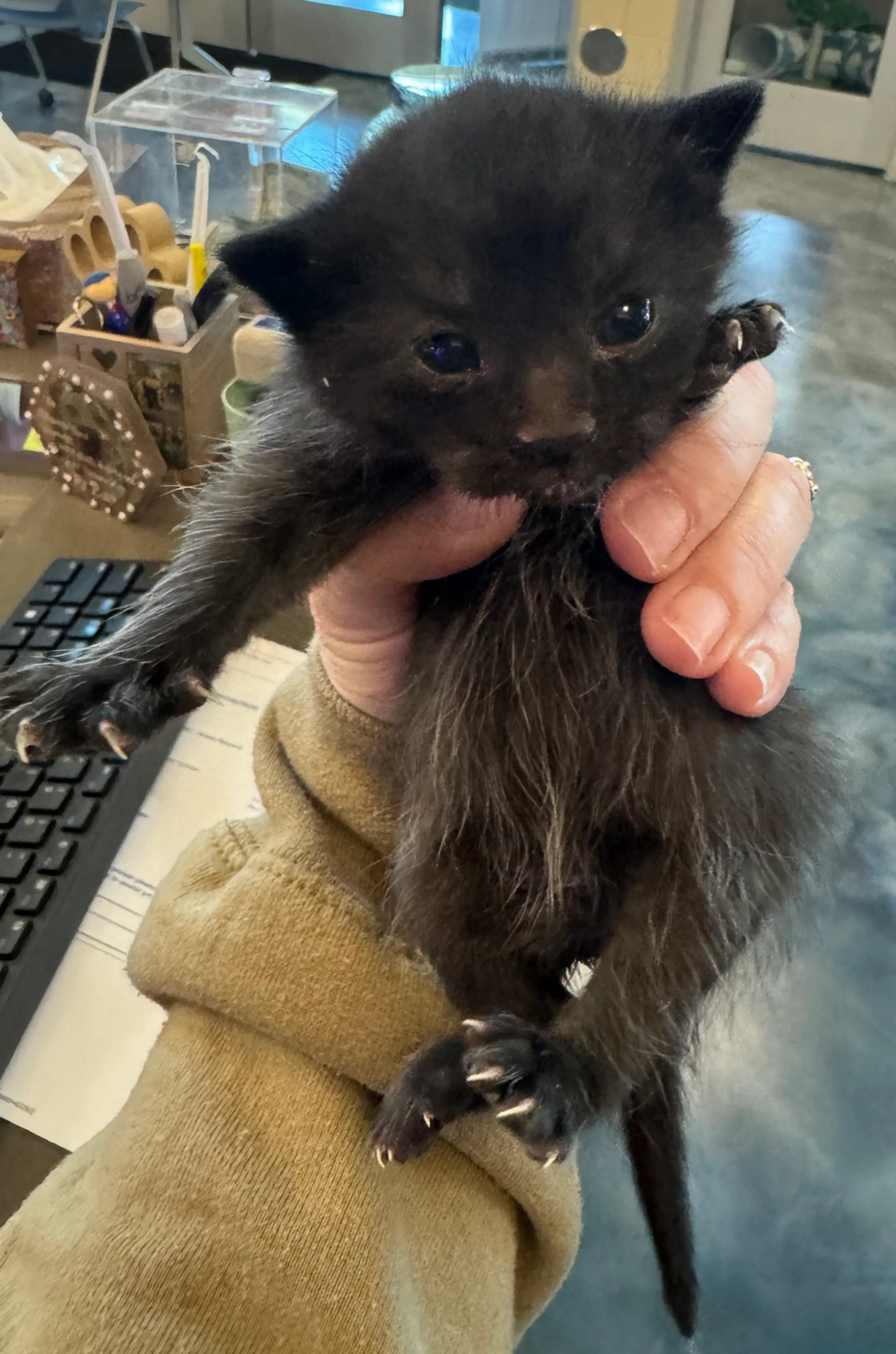 Found pet