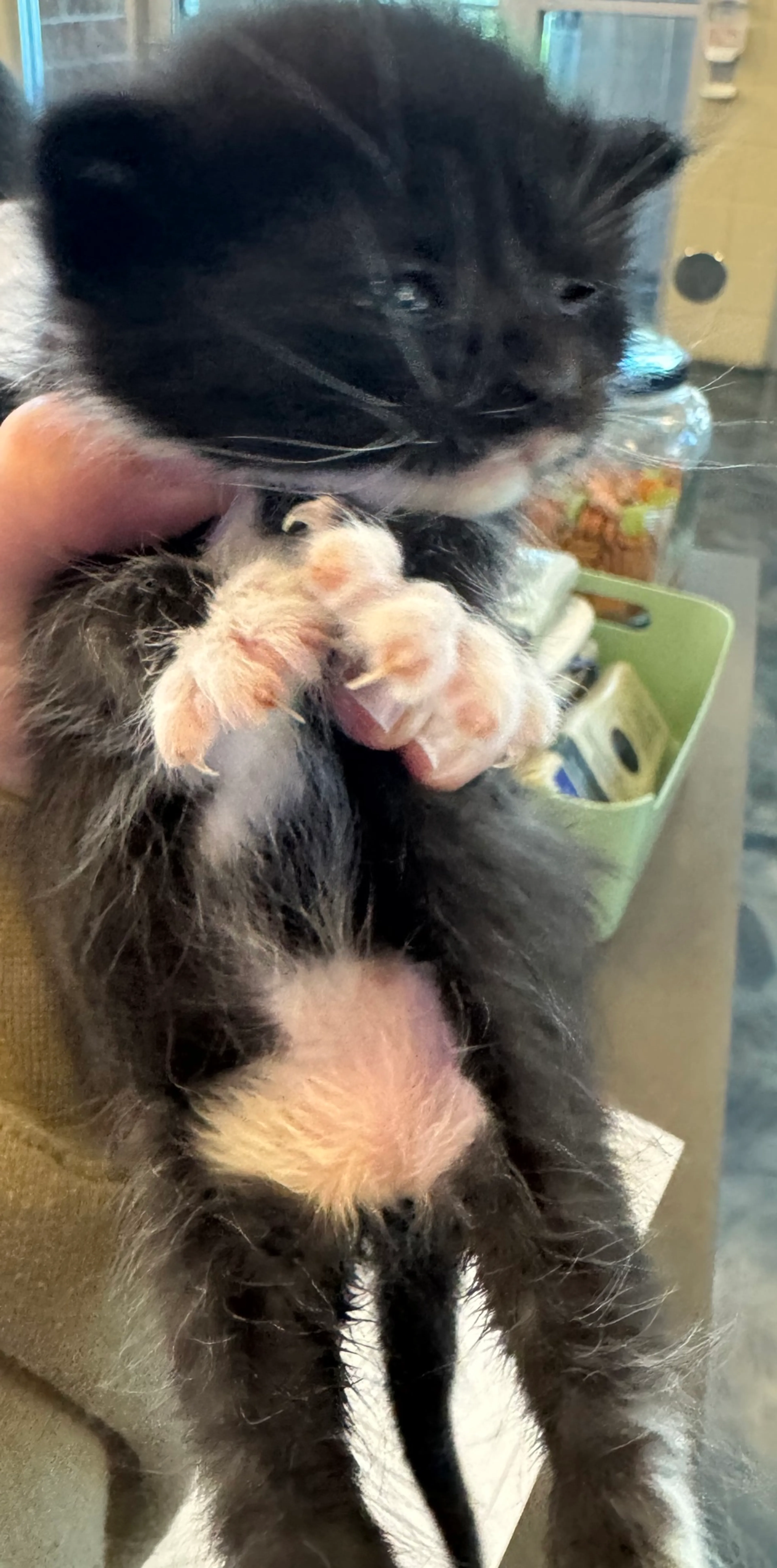 Found pet