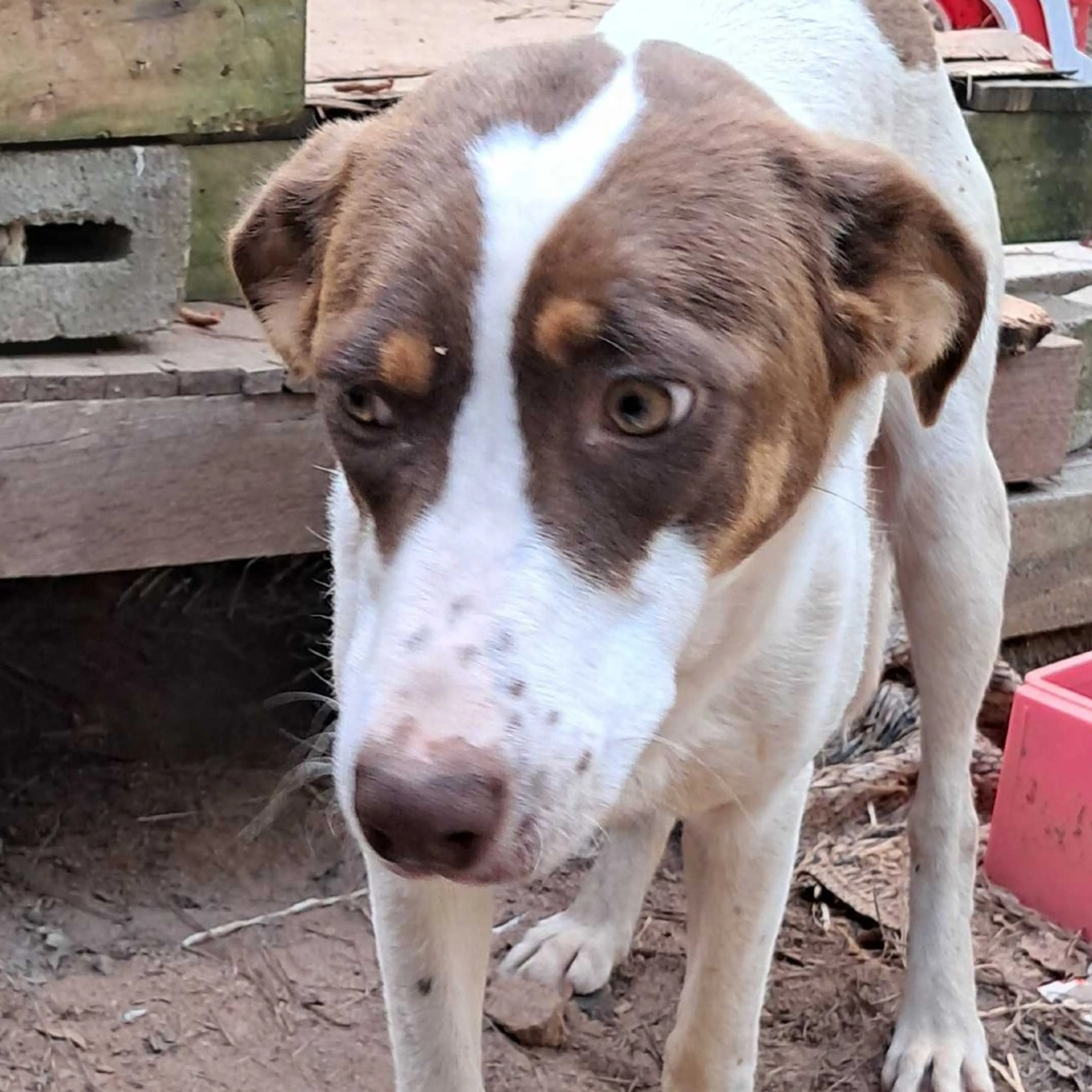 Found pet