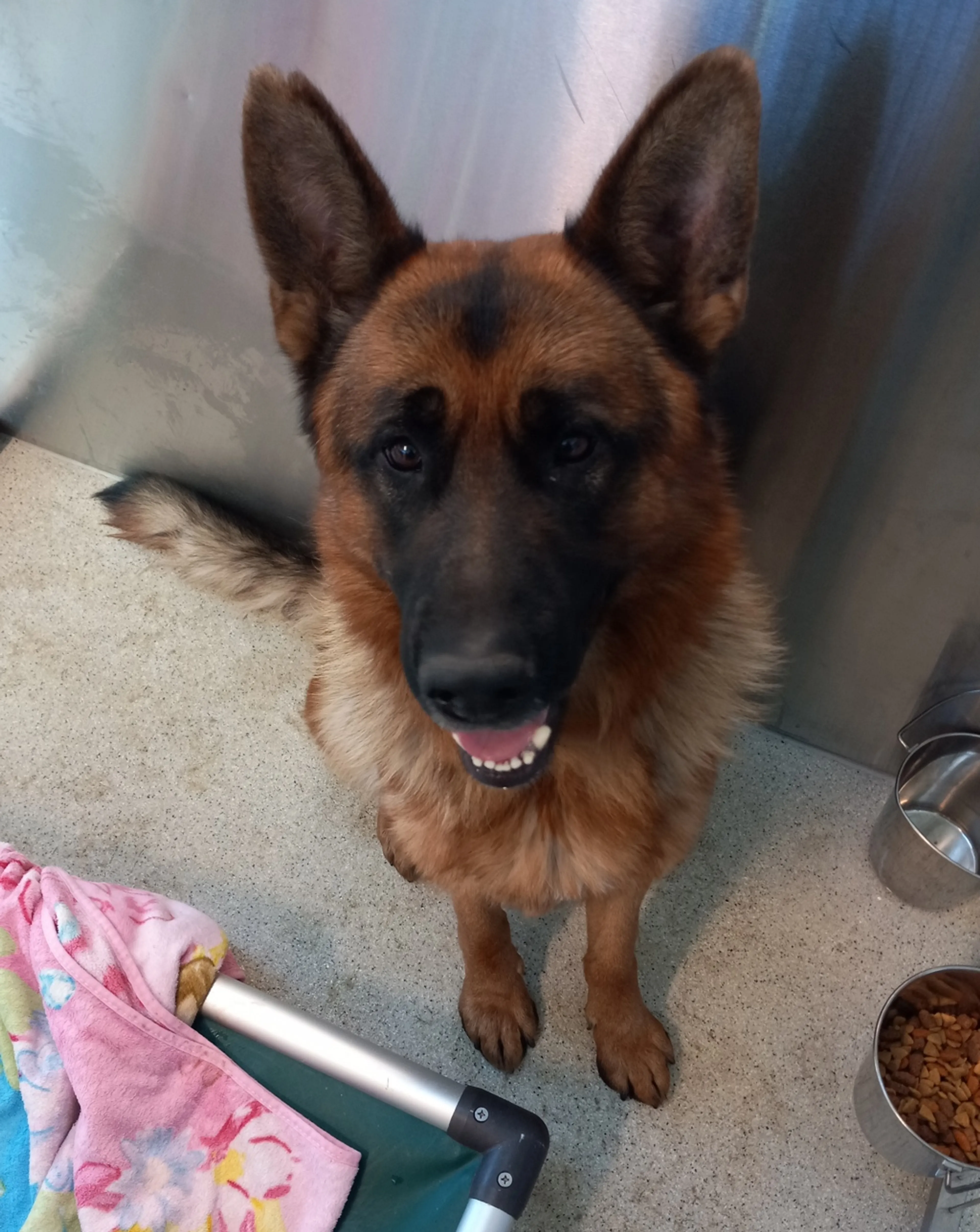 Found pet-1