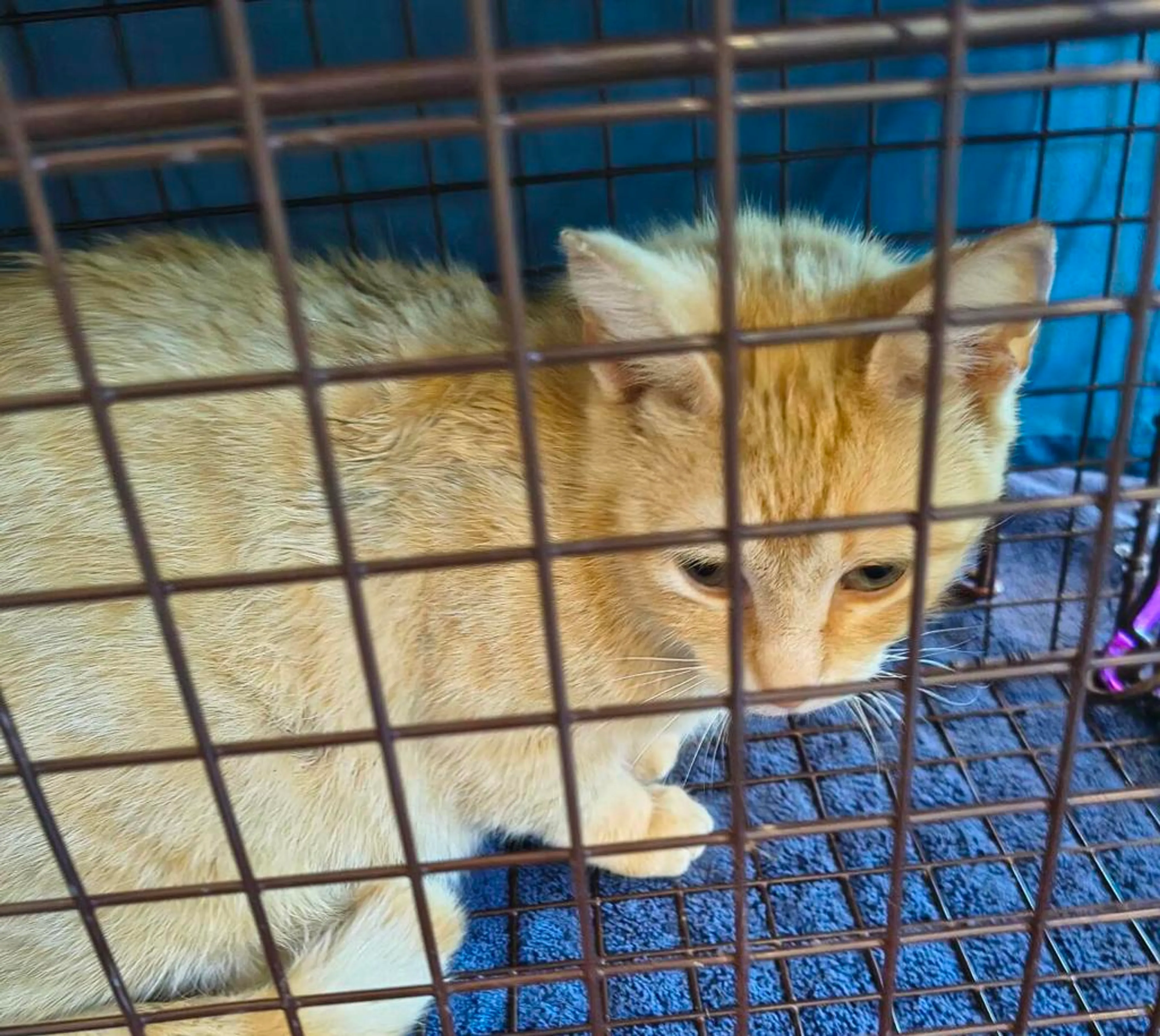 Found pet-1