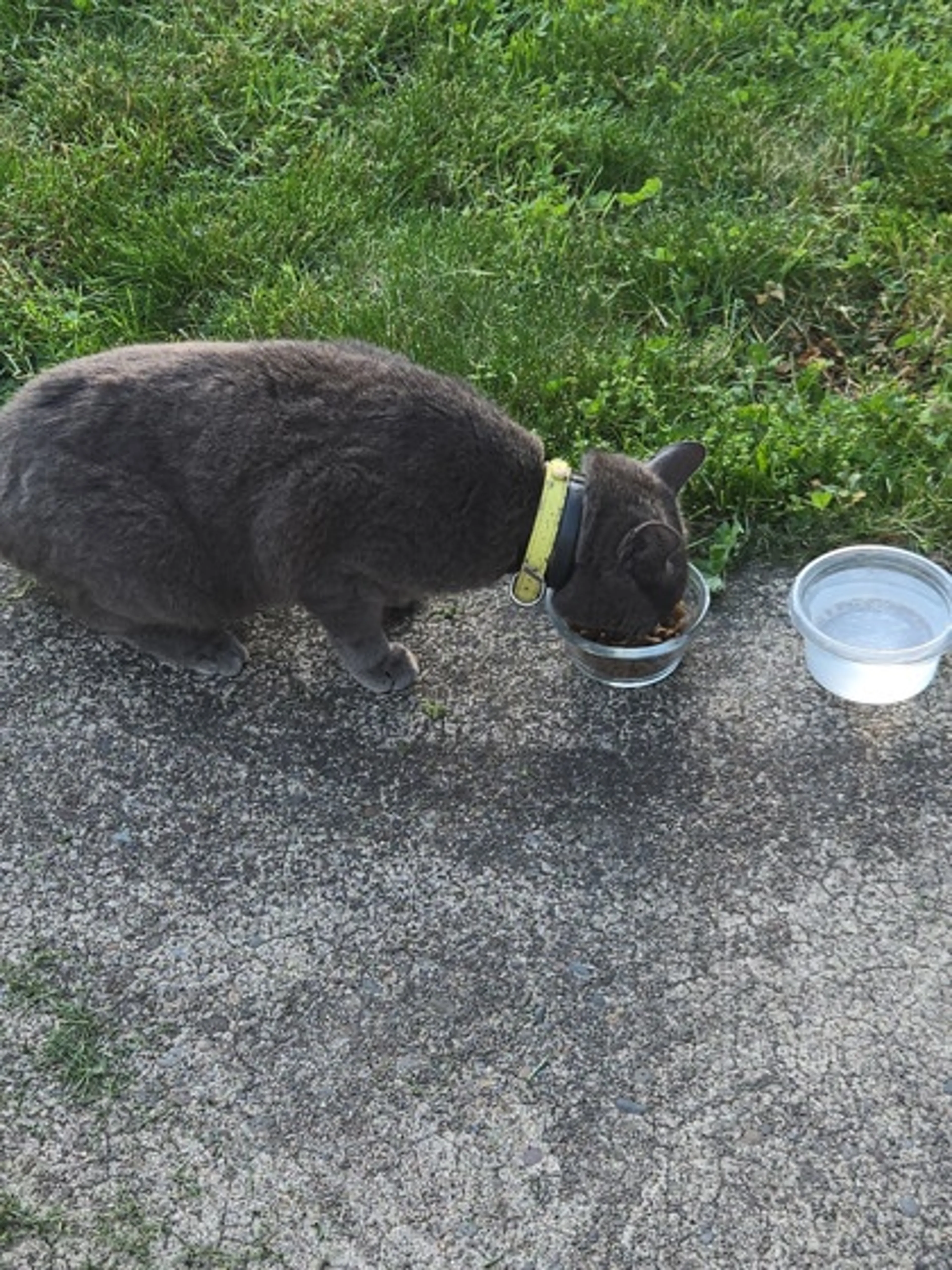 Found pet-0