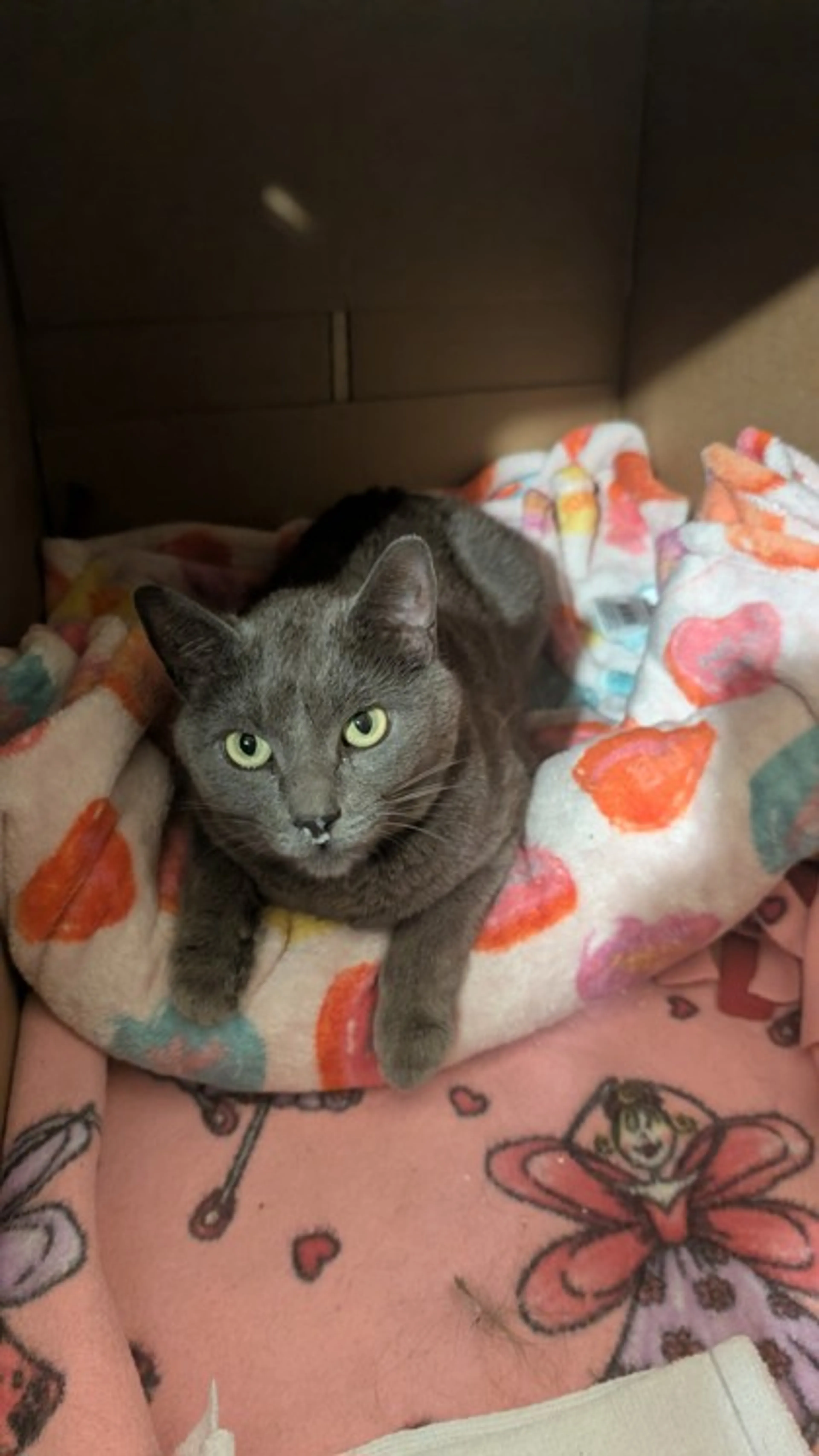 Found pet-1