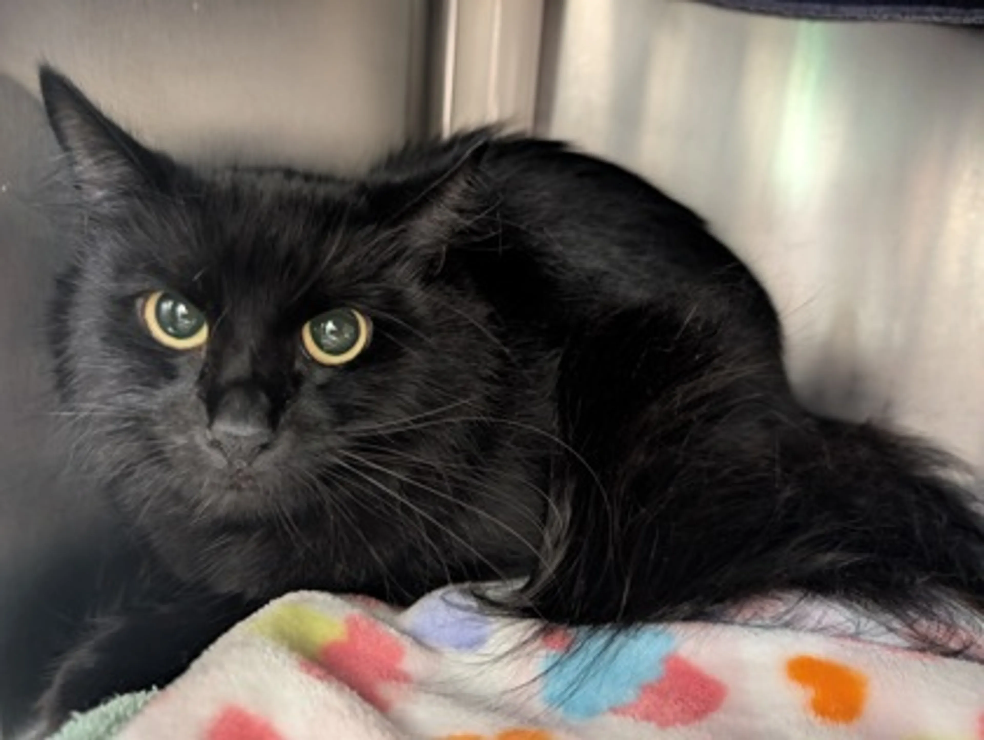 Found pet-1