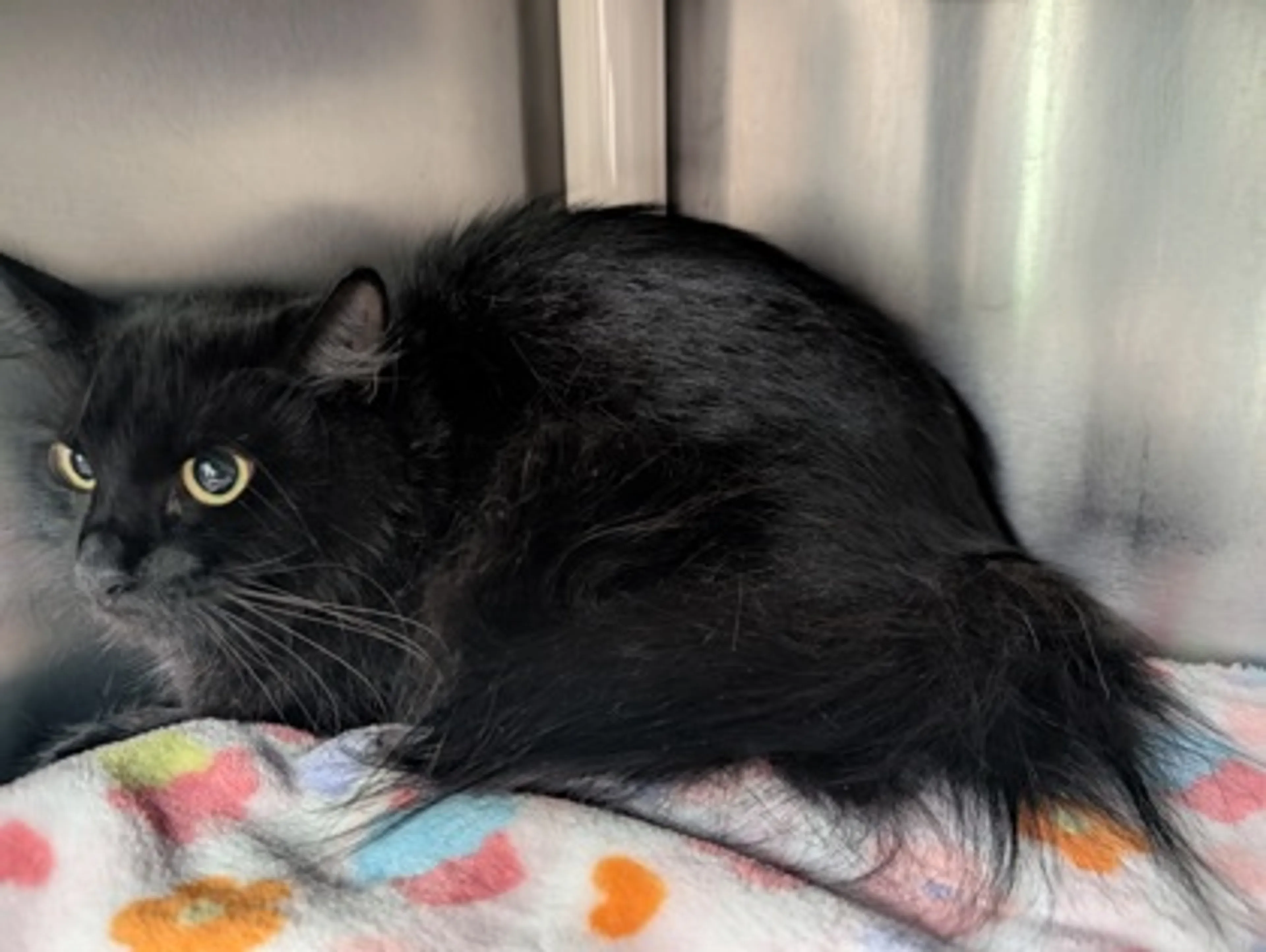 Found pet-2