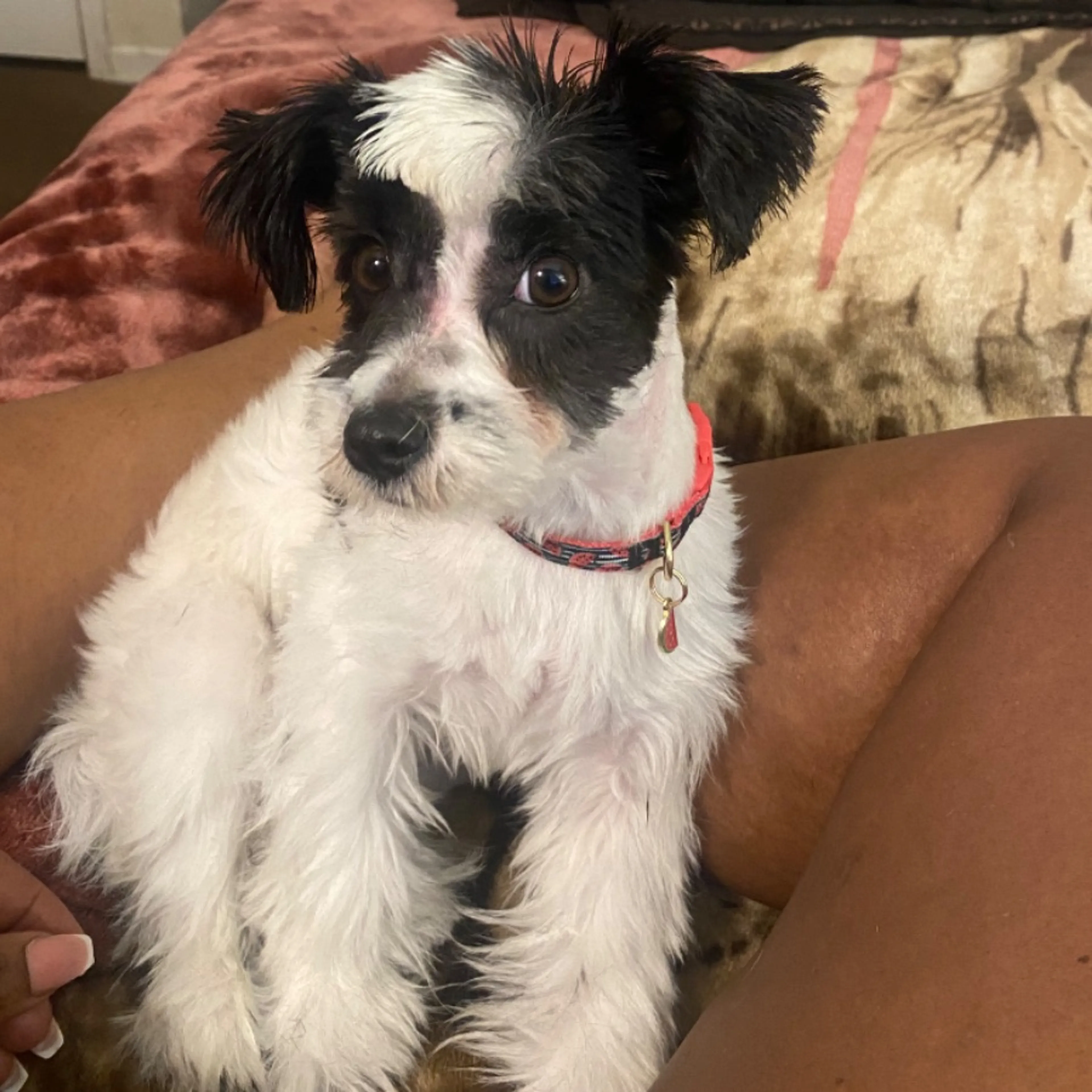 Lost pet