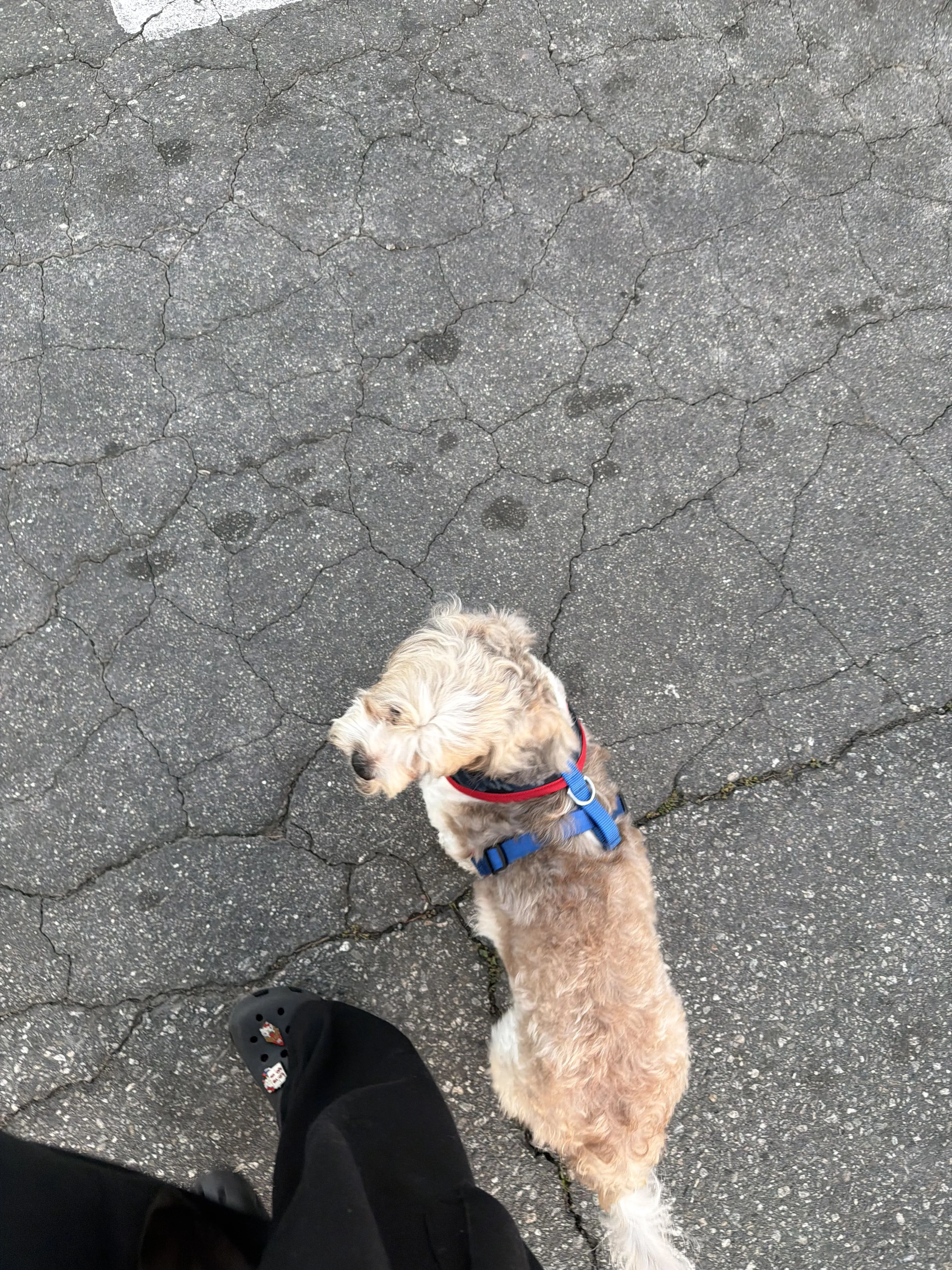 Lost pet-3