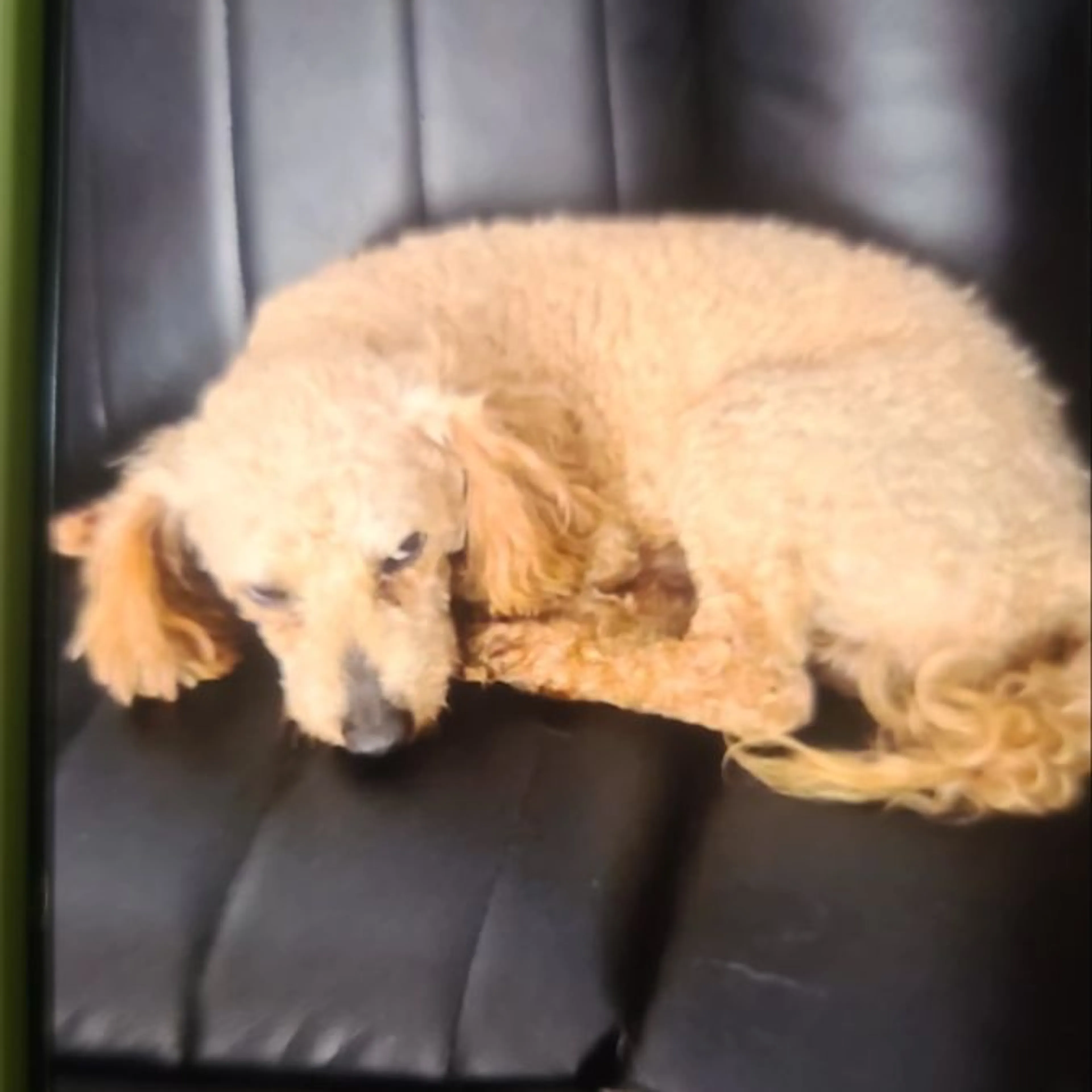 Lost pet