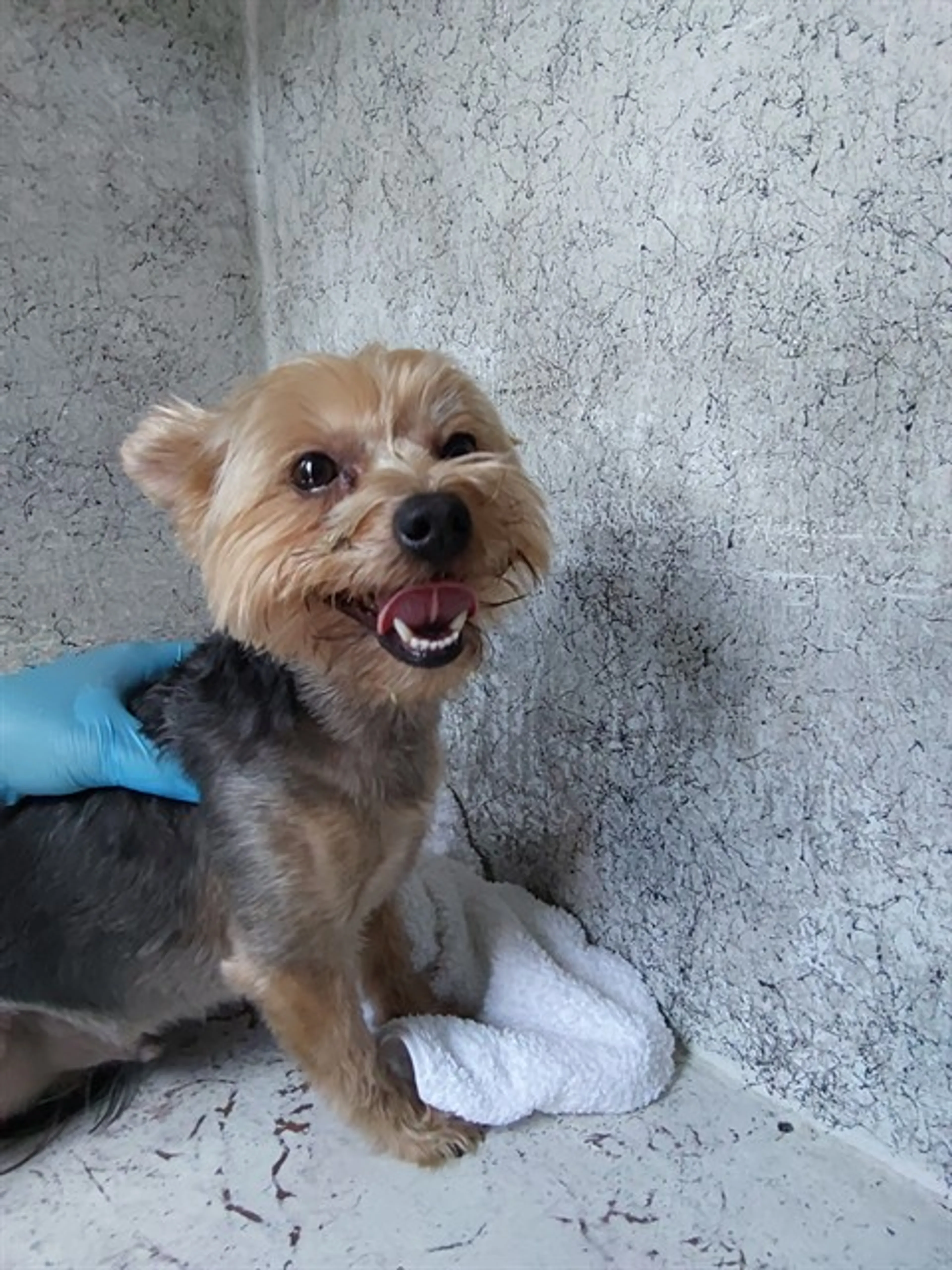 Found pet