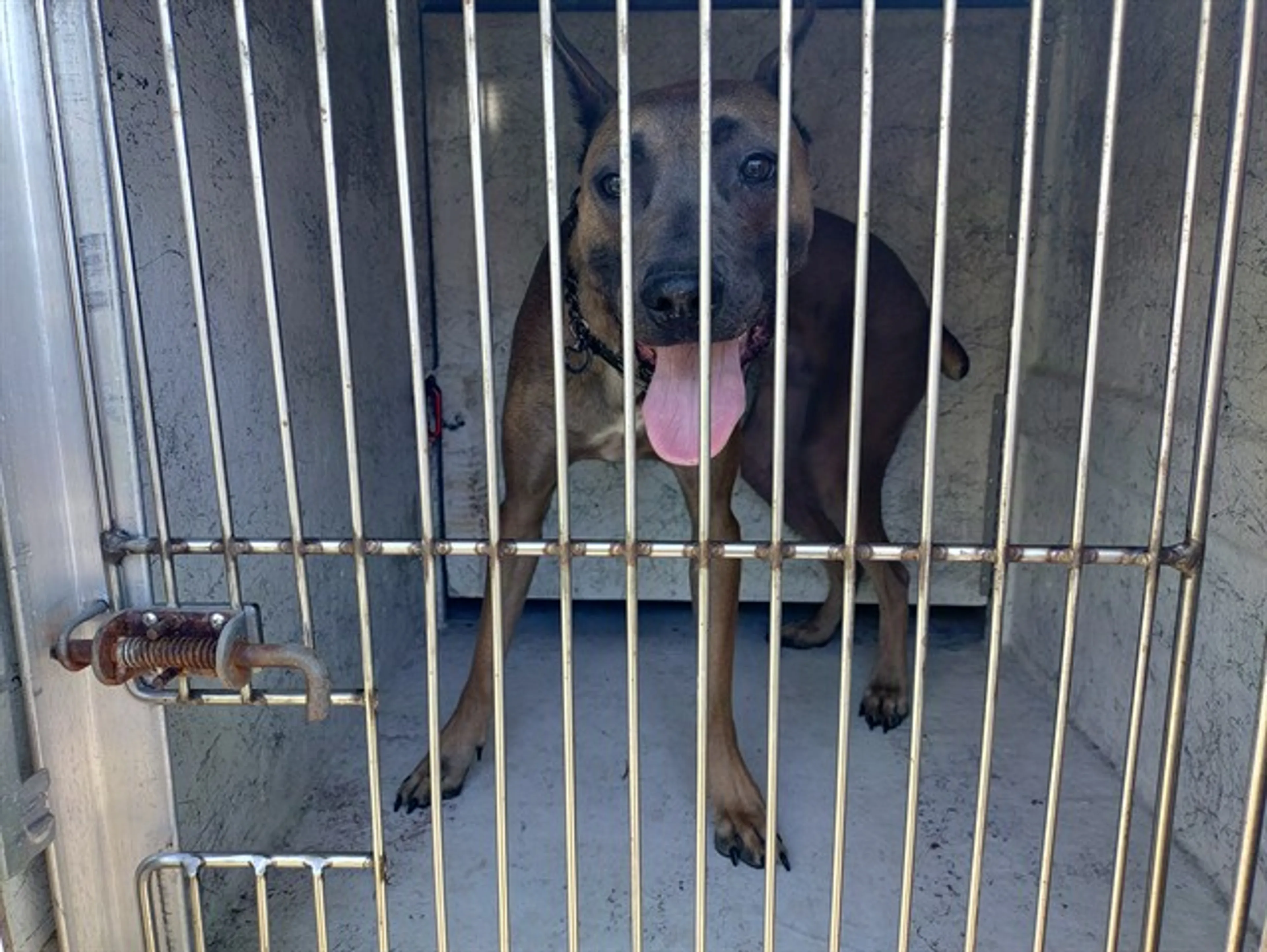 Found pet