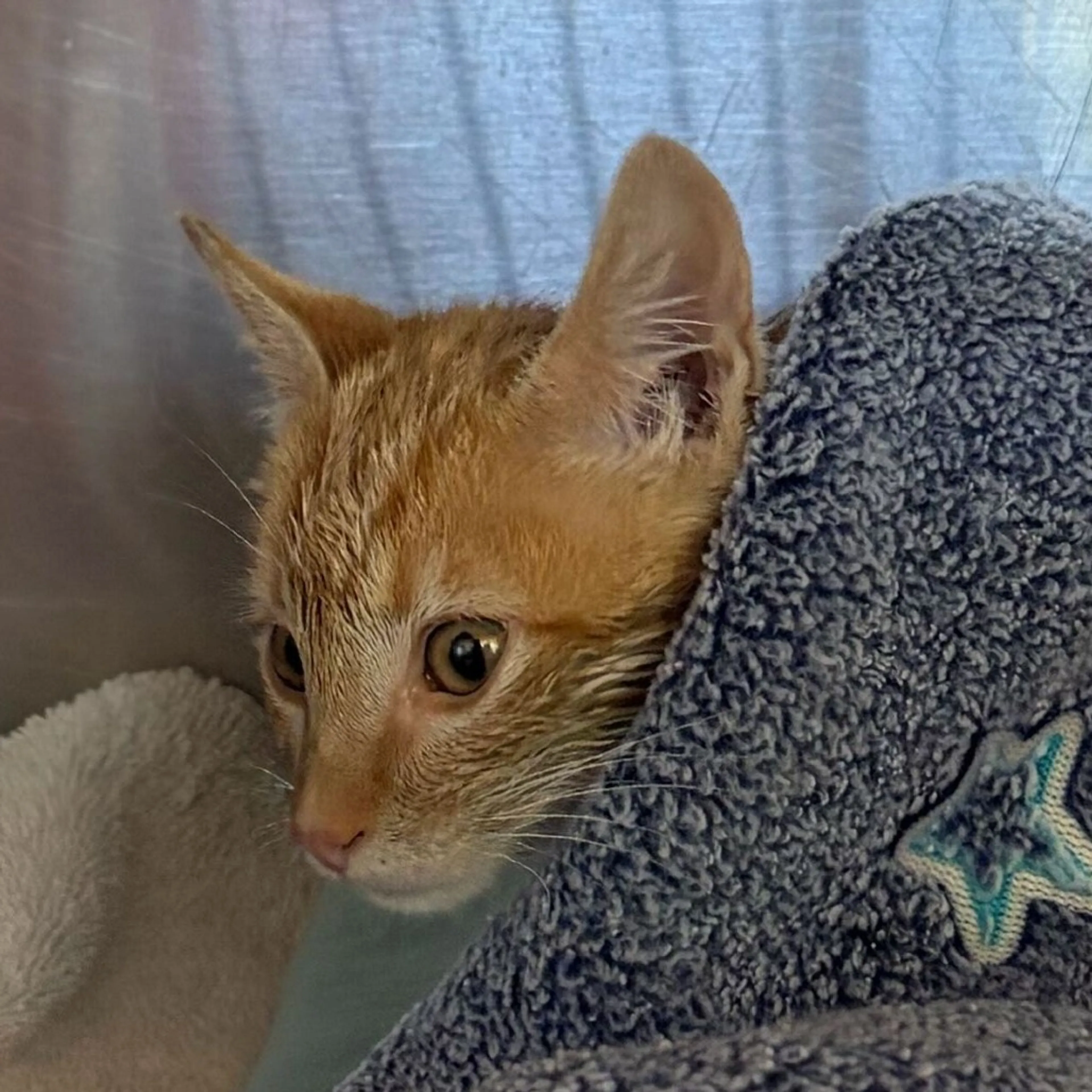 Found pet