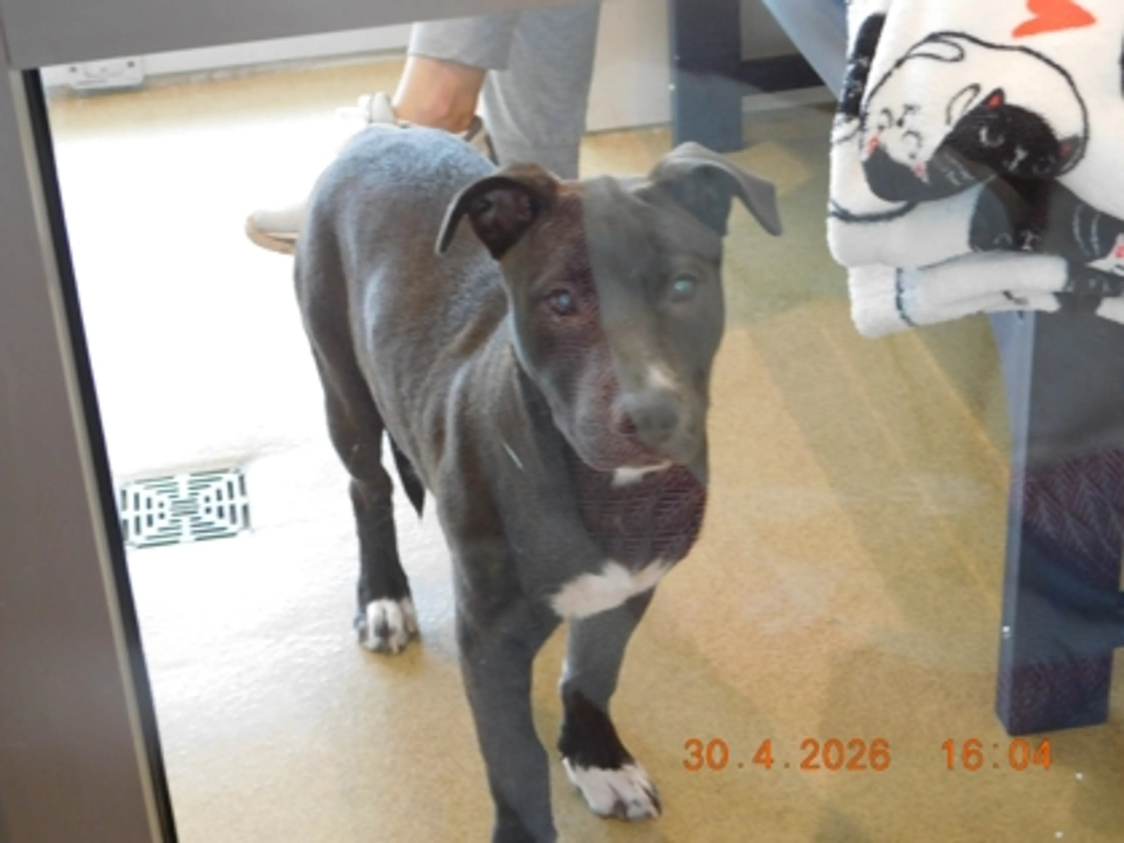 Found pet