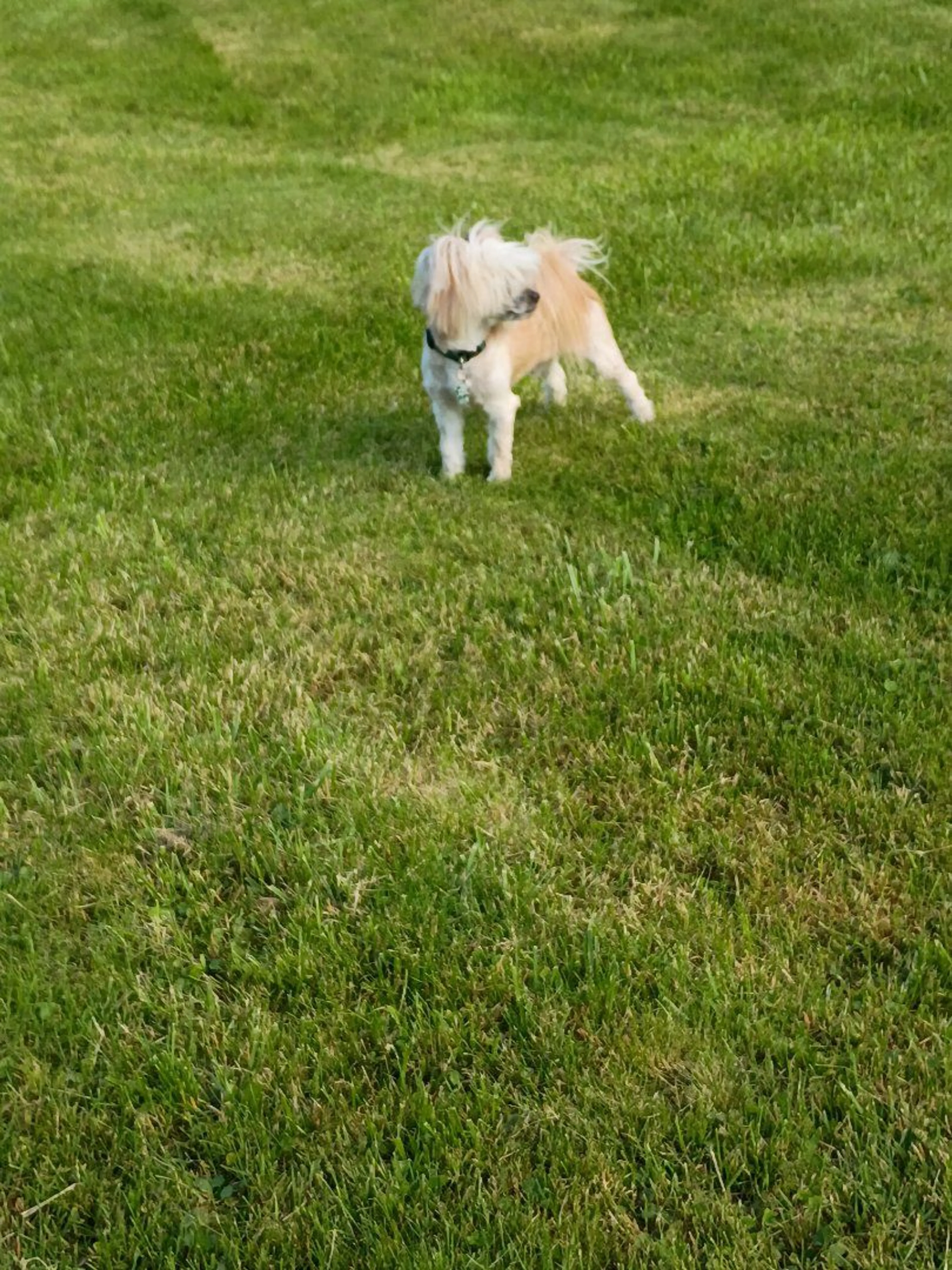 Lost pet-1