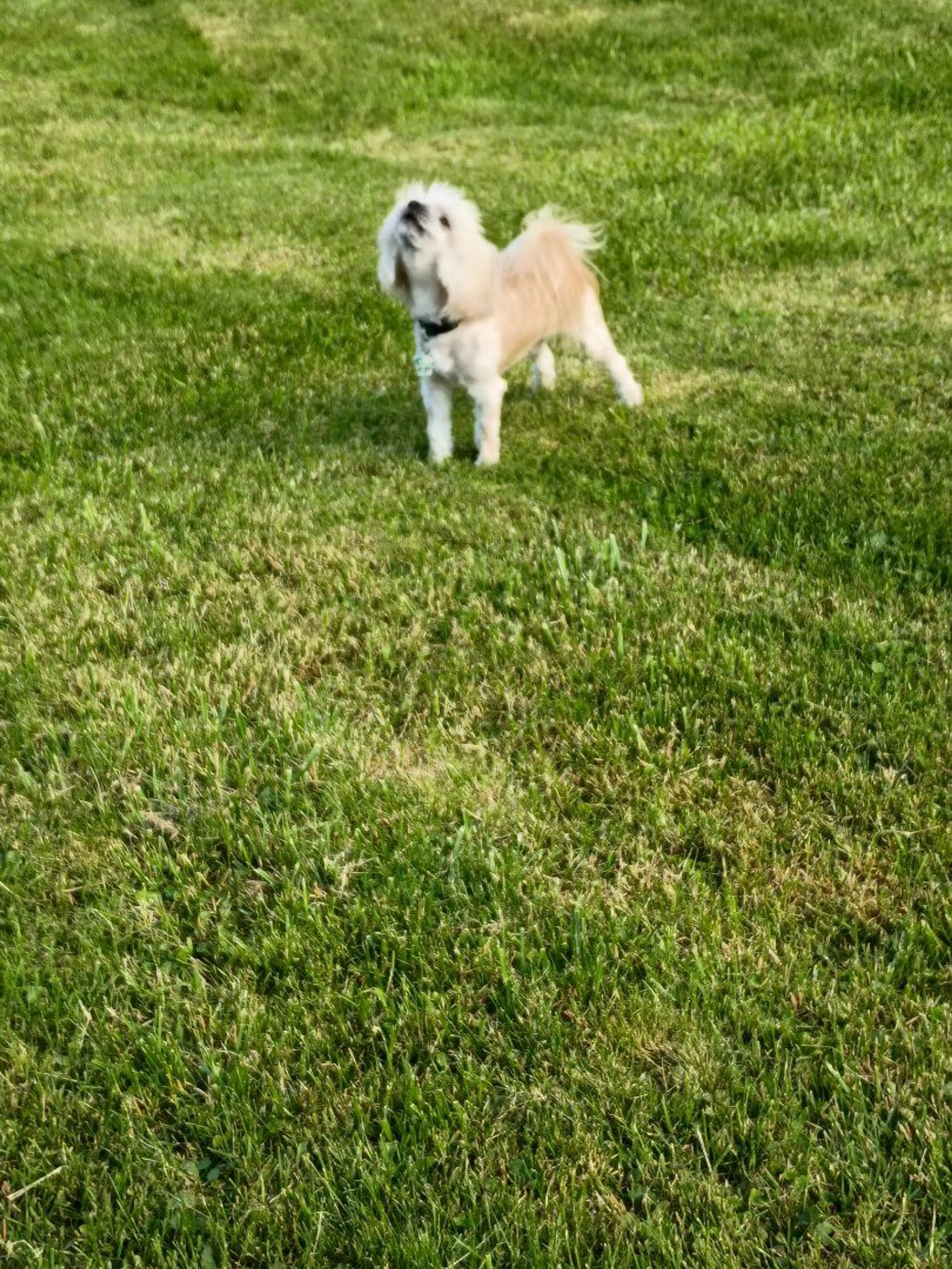 Lost pet-0
