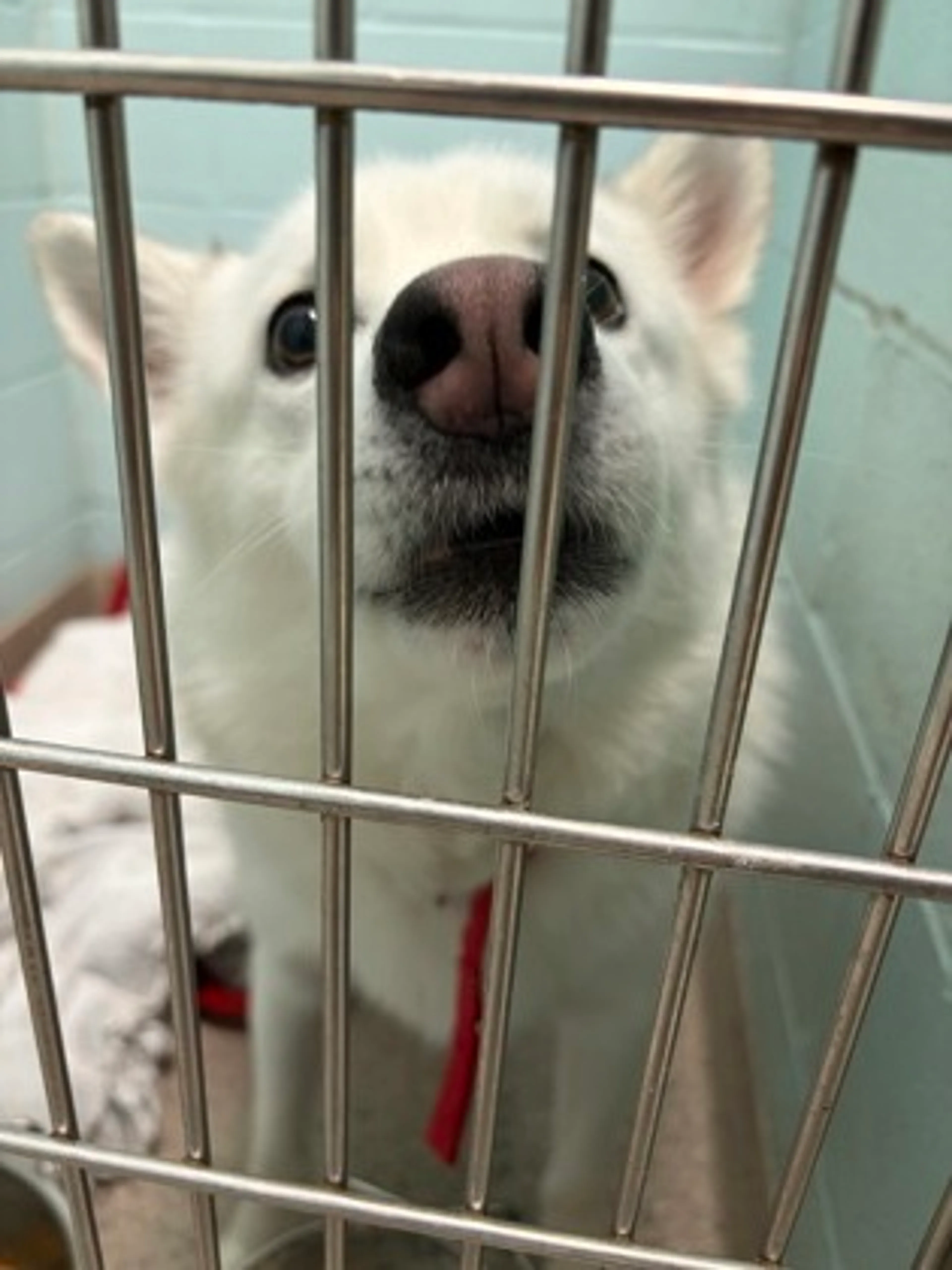 Found pet-1