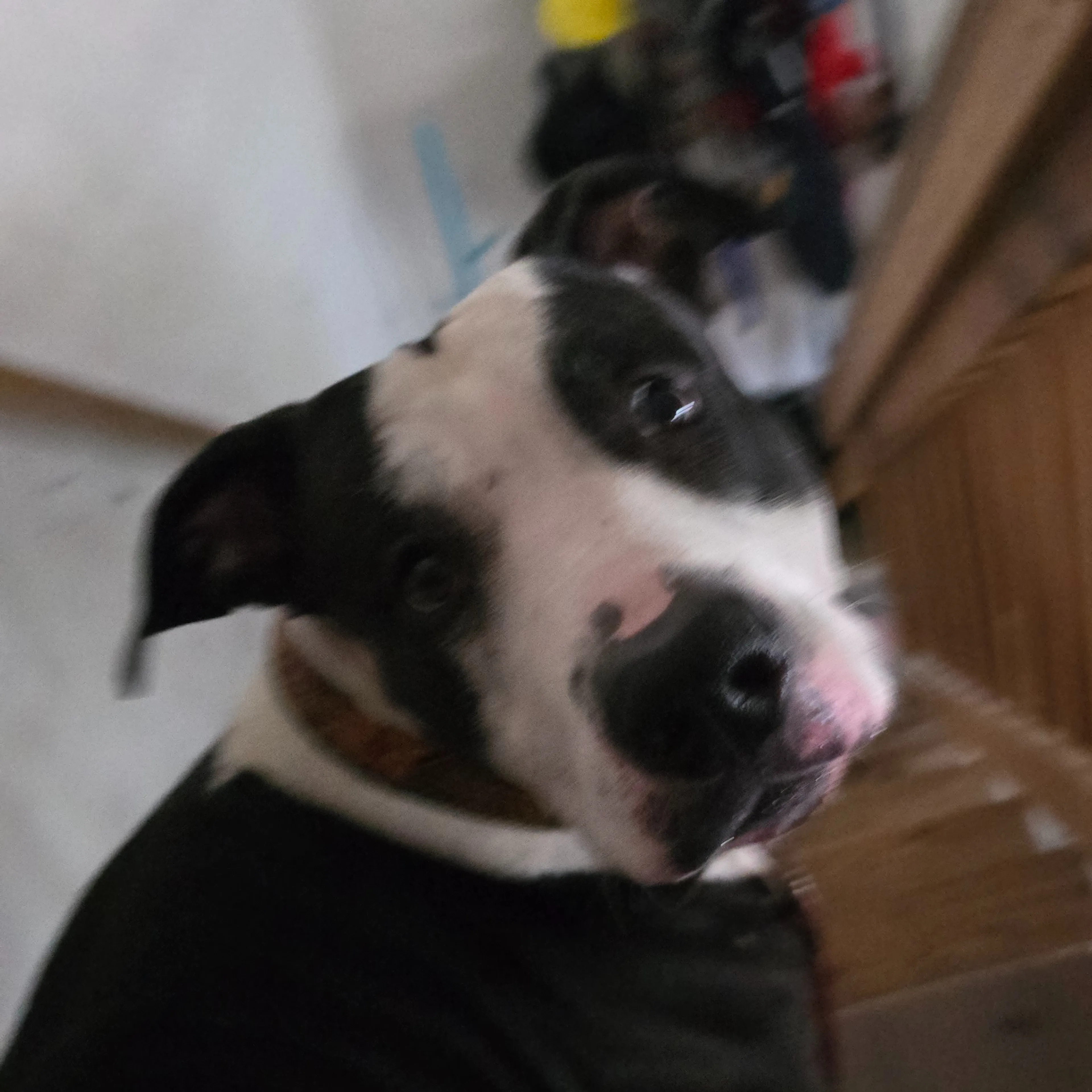 Found pet-1