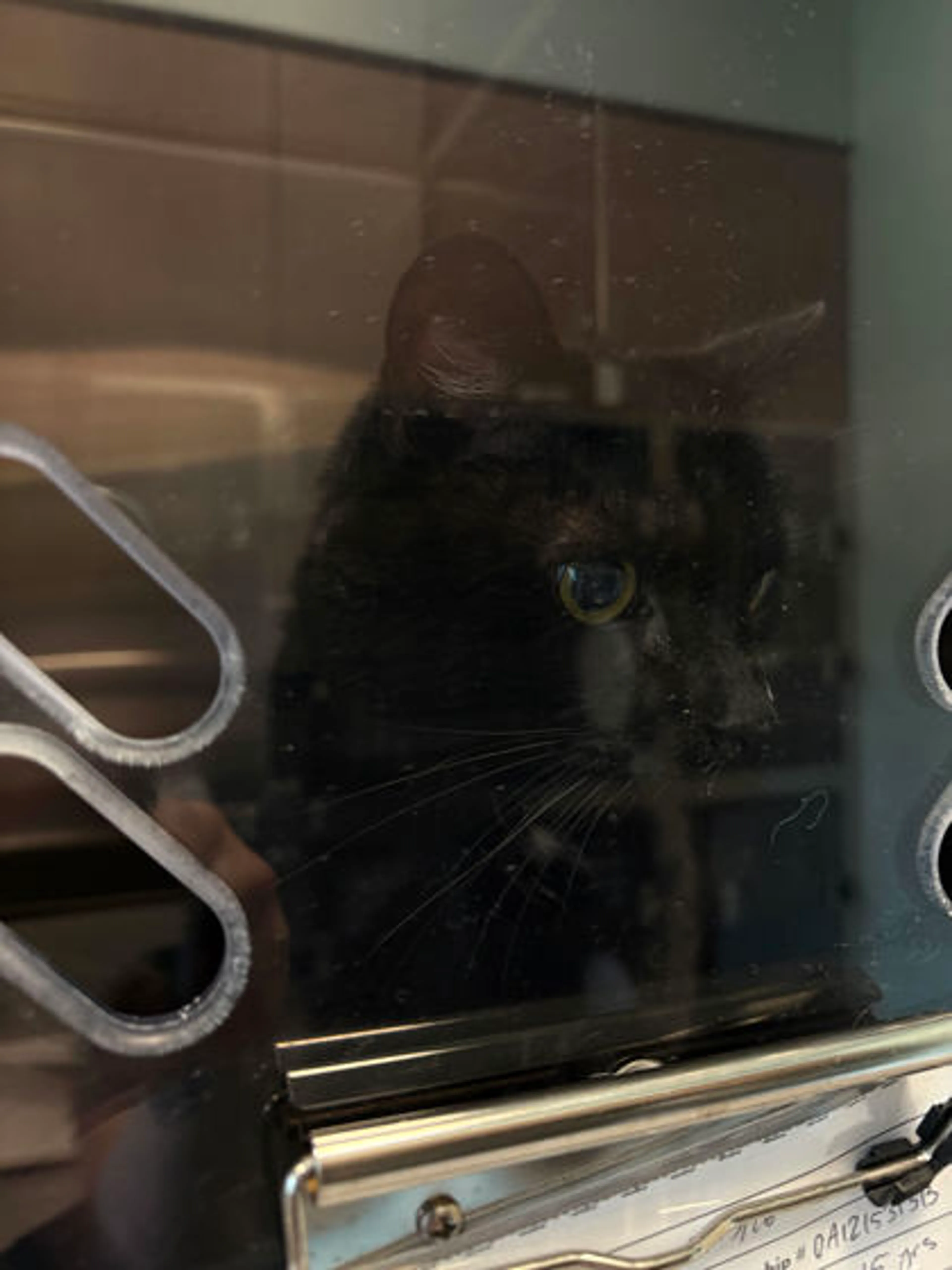 Found pet-1