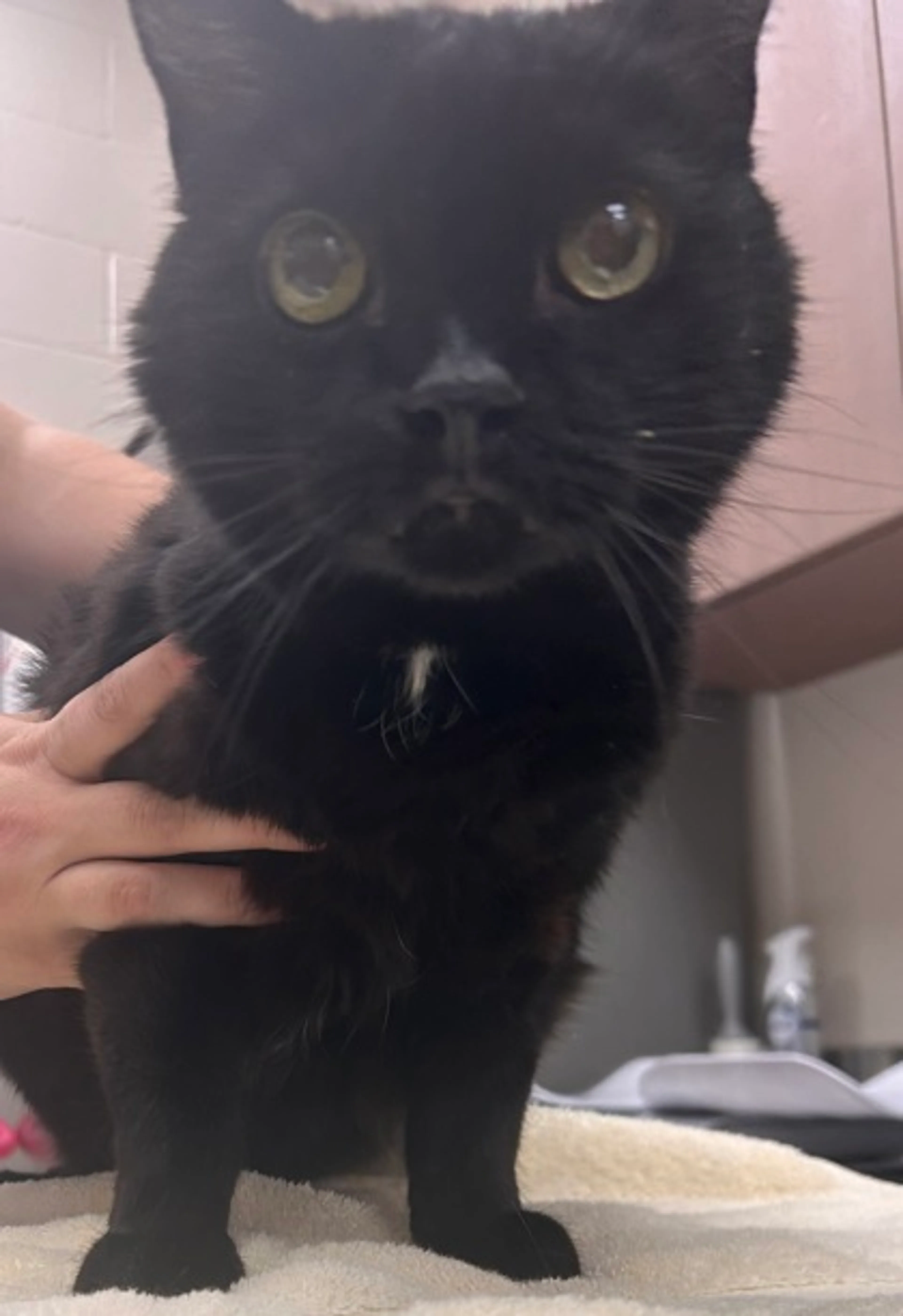 Found pet-0
