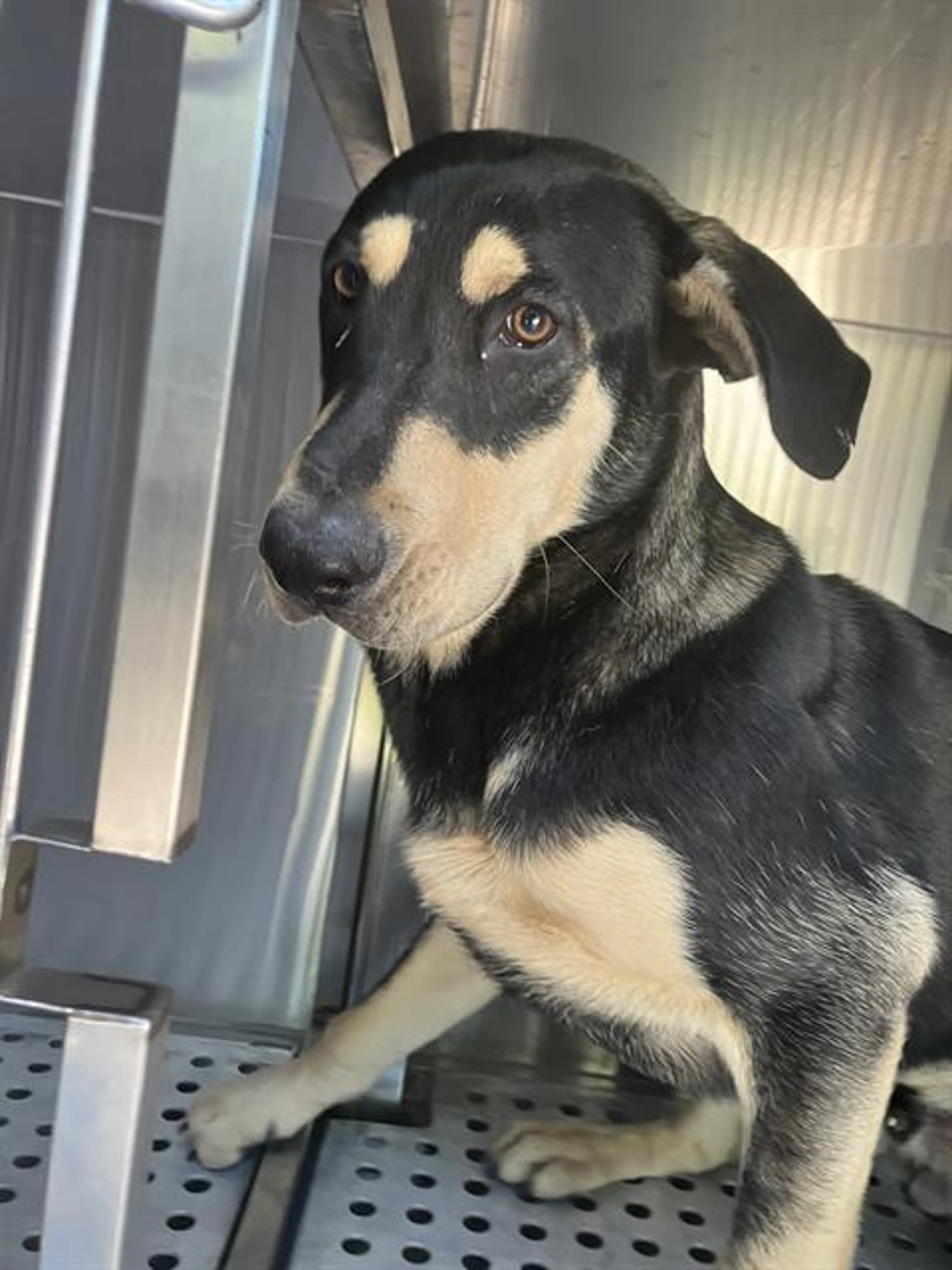 Found pet
